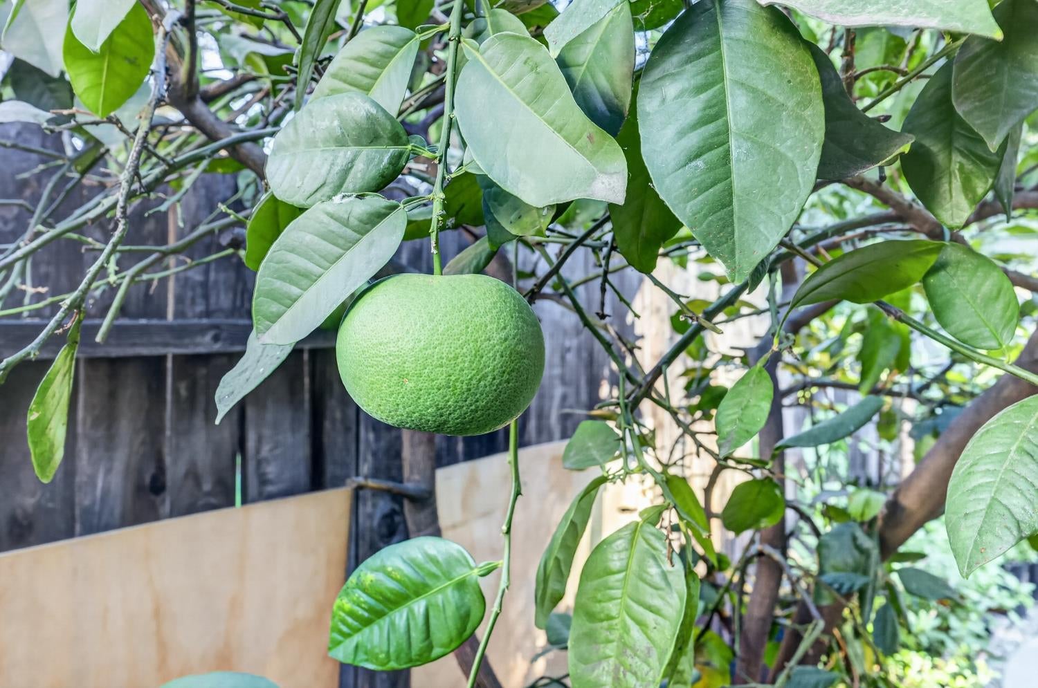 Large green citrus fruit hanging among glossy leaves on a backyard tree.