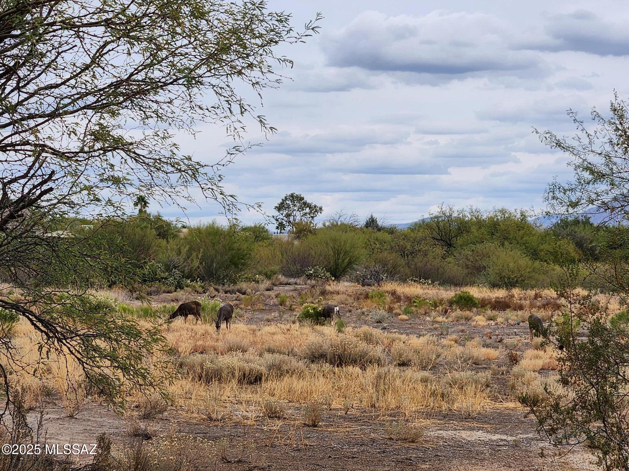 13084 N Toucan Drive