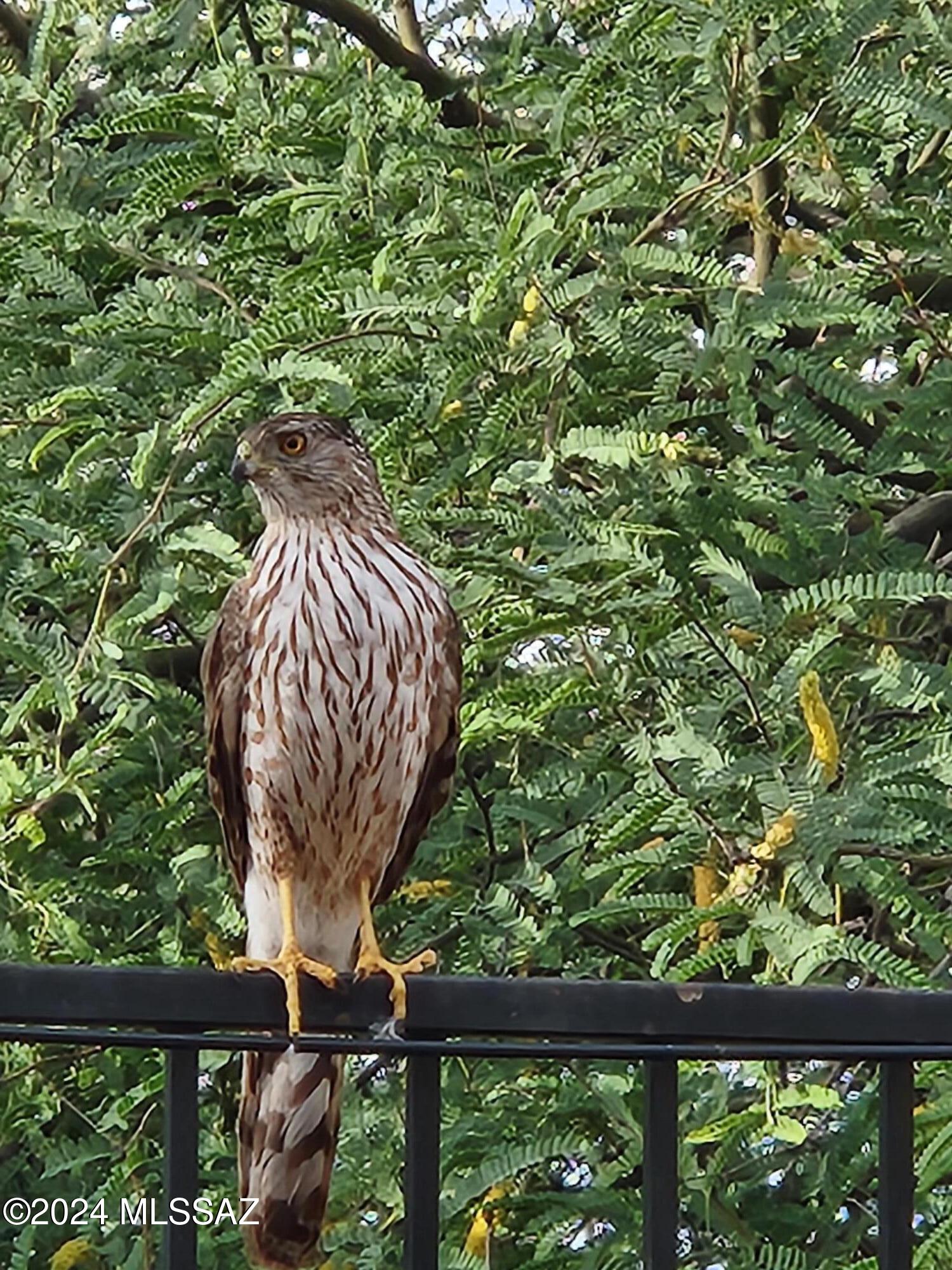 13084 N Toucan Drive