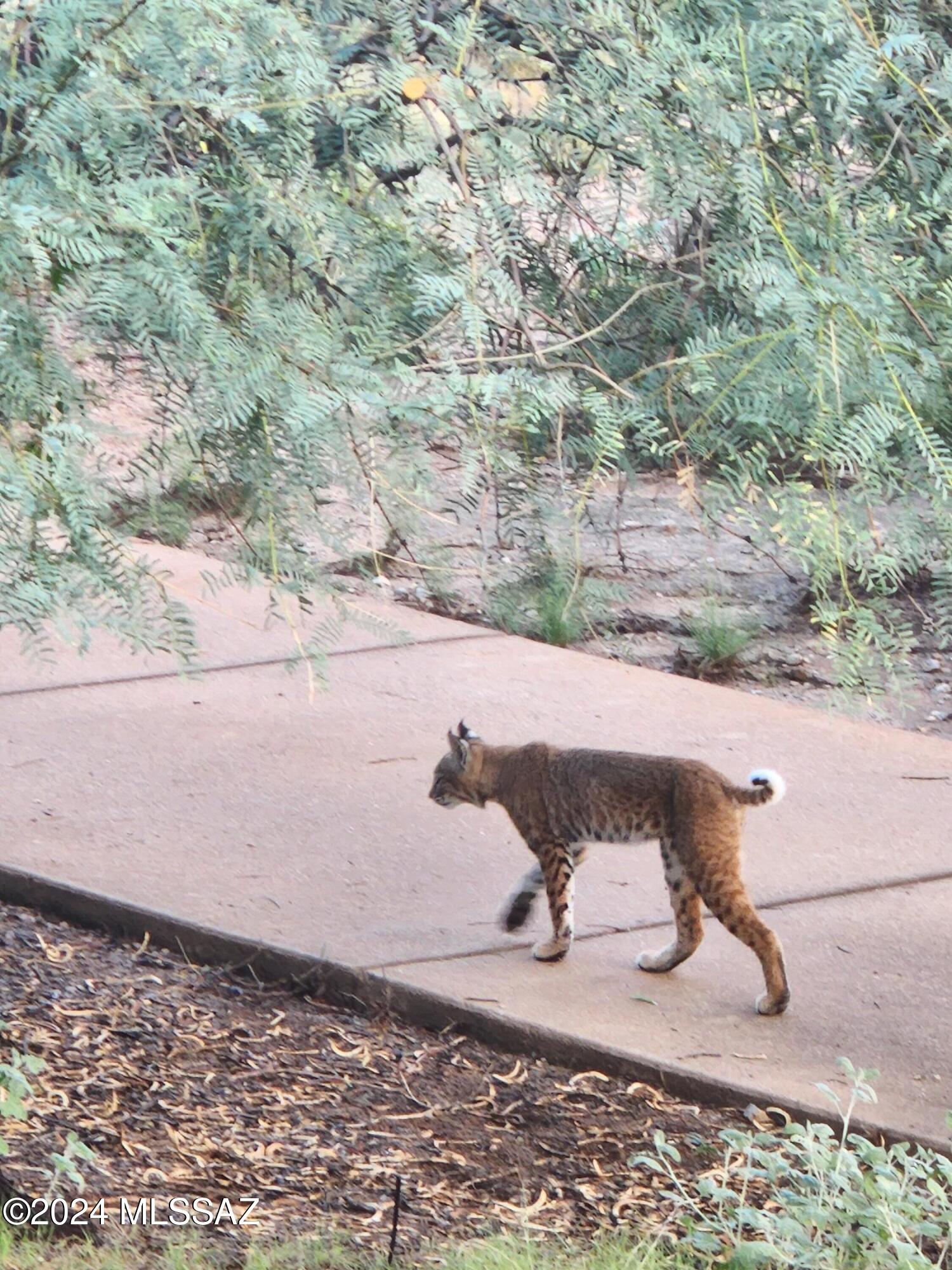 13084 N Toucan Drive