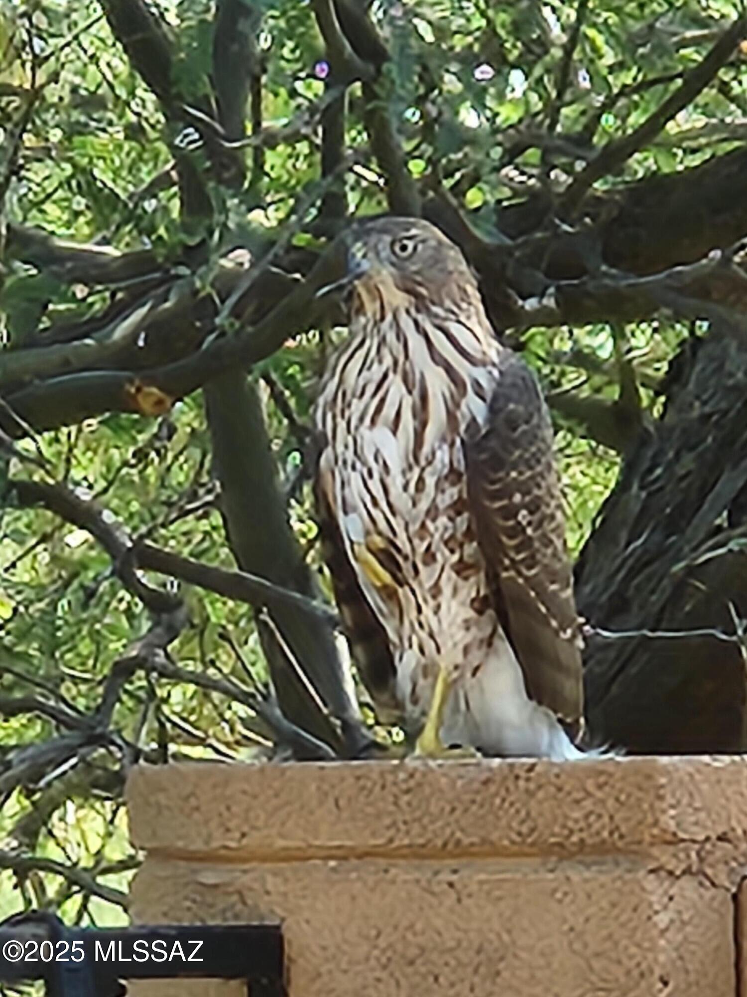 13084 N Toucan Drive