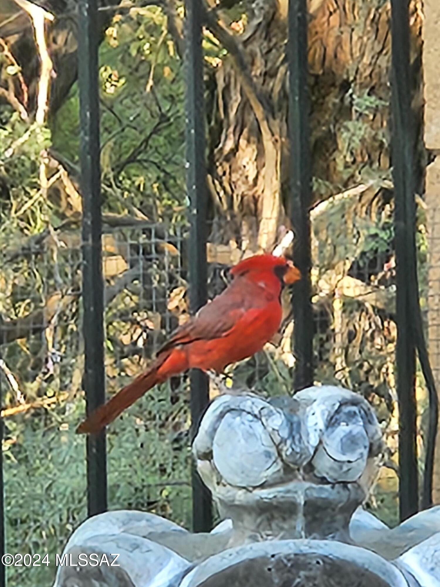 13084 N Toucan Drive