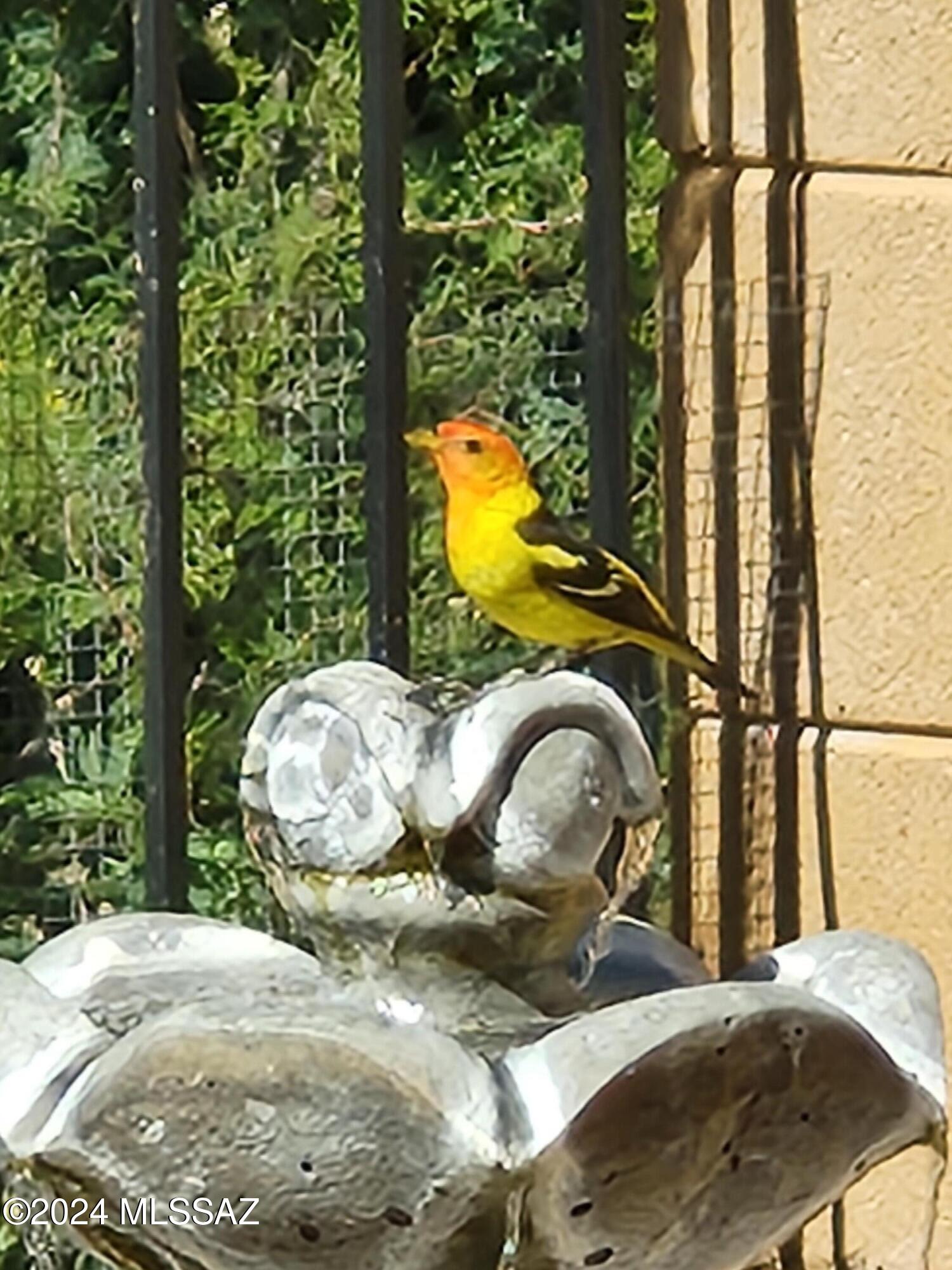 13084 N Toucan Drive