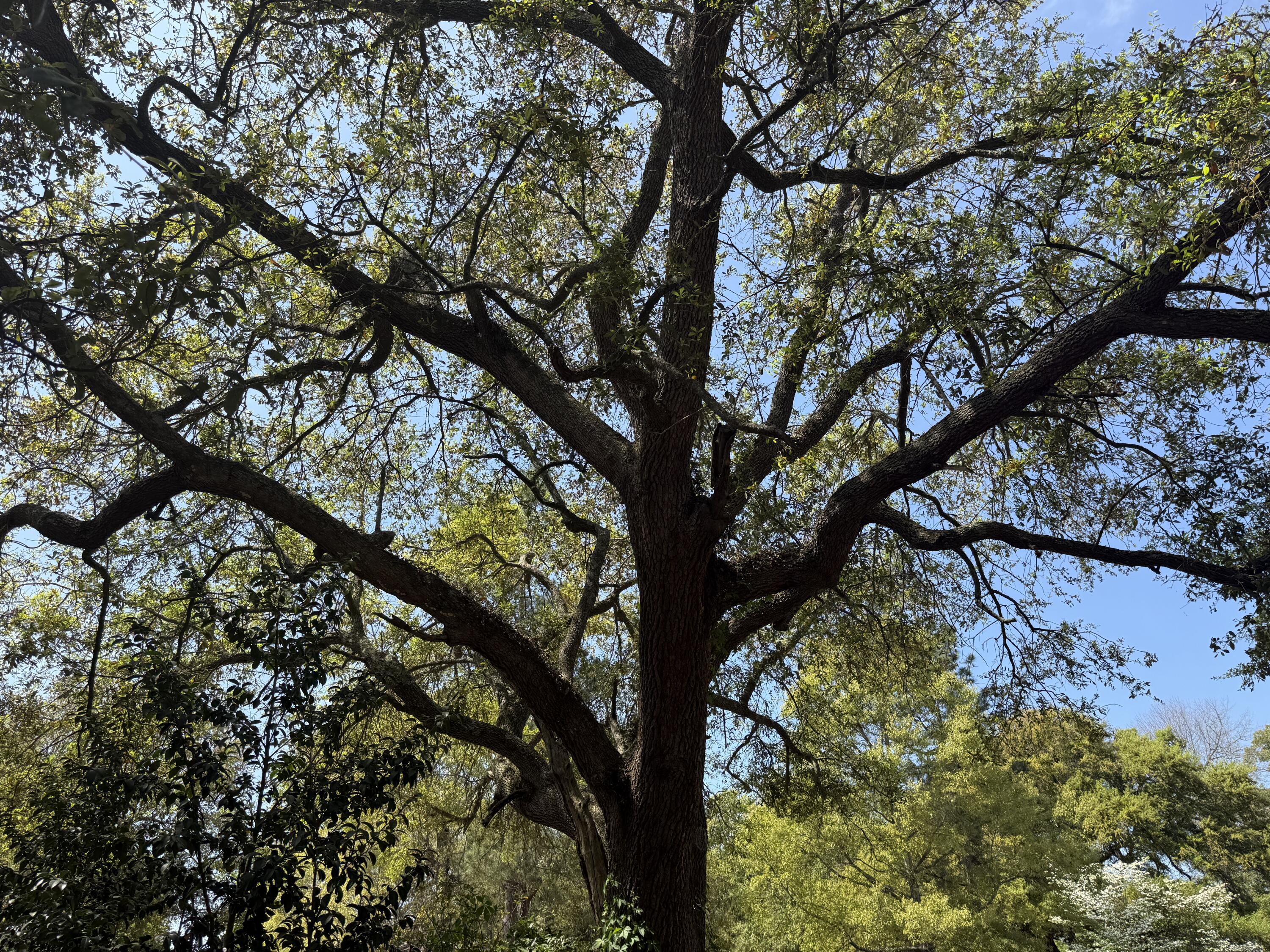 904 Hildebrand Drive