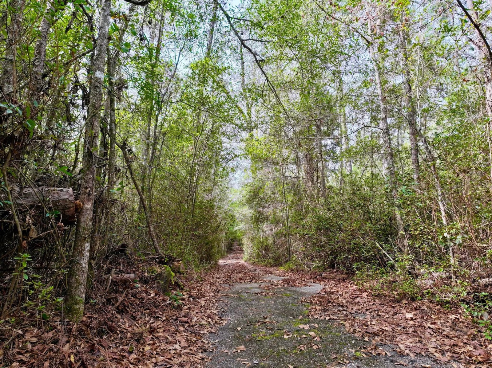 0 Dogwood Drive