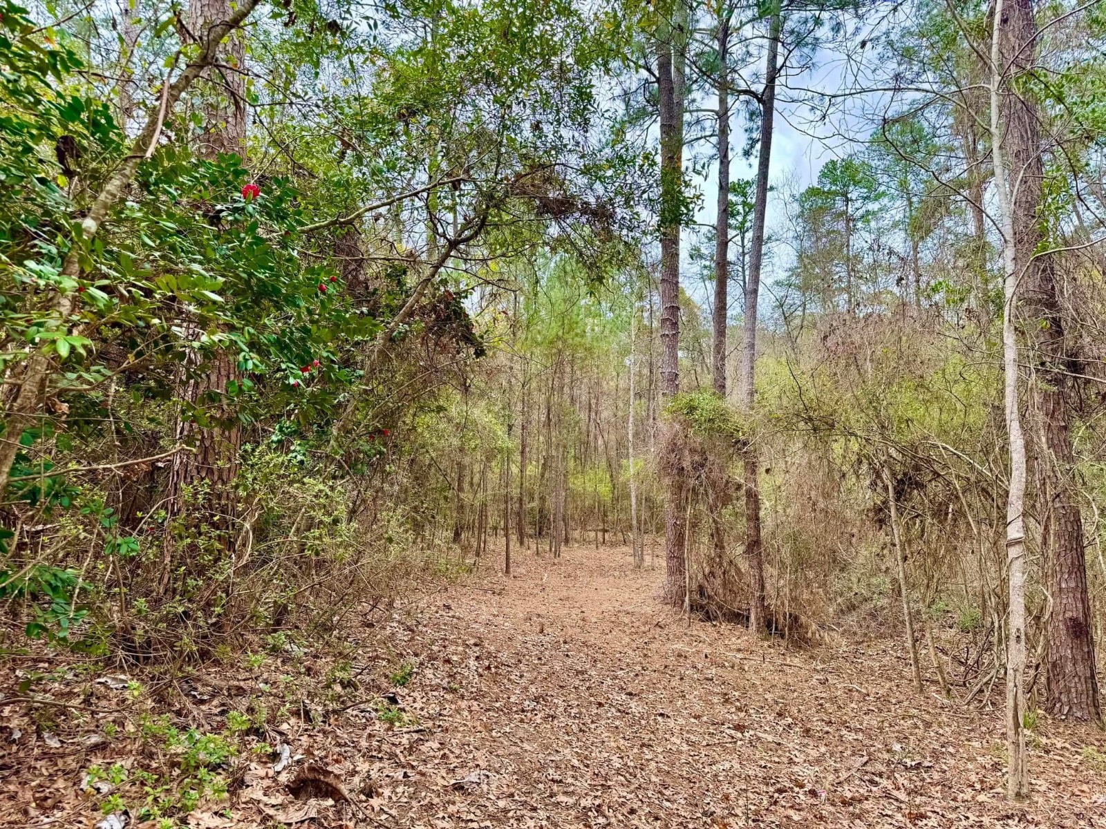 0 Dogwood Drive
