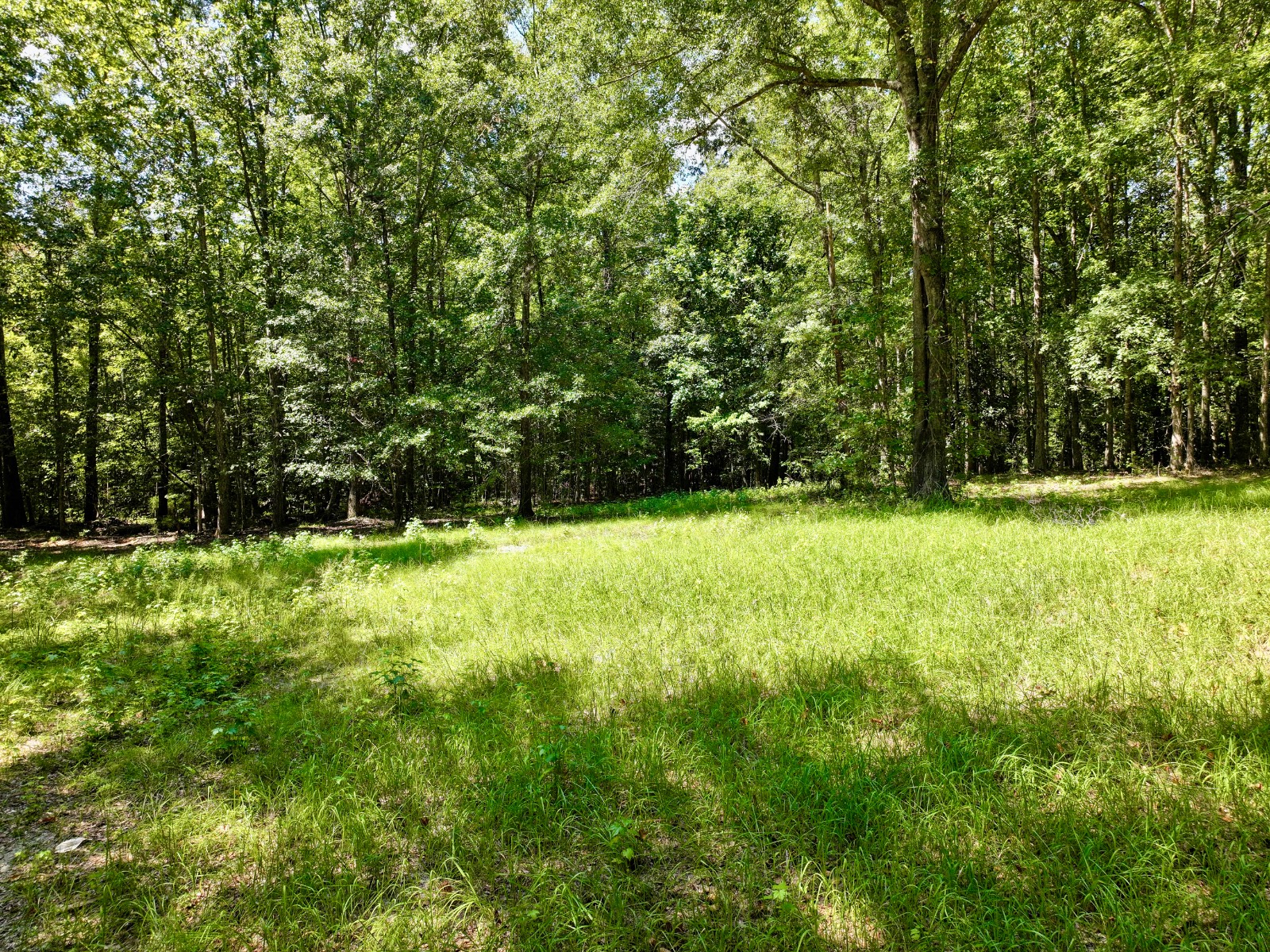 5590 Highway 154