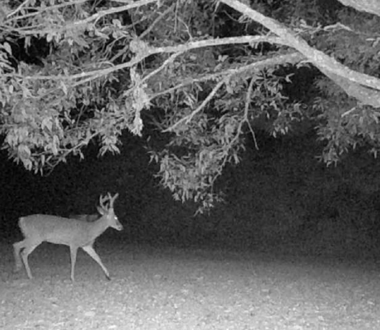 9538 Nathan Jordan Road