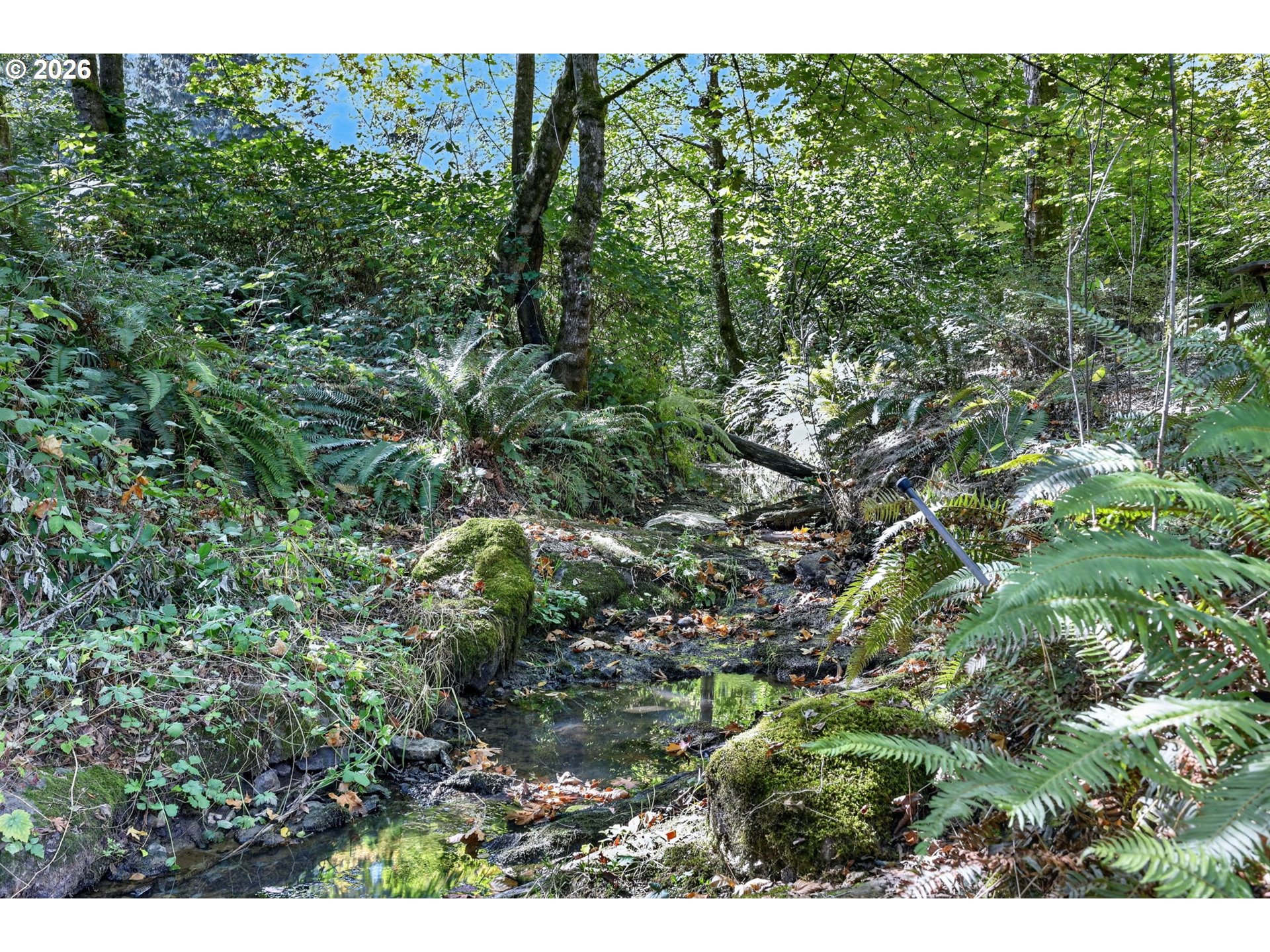 A shallow creek winds through a wooded area among mossy rocks and dense ferns.