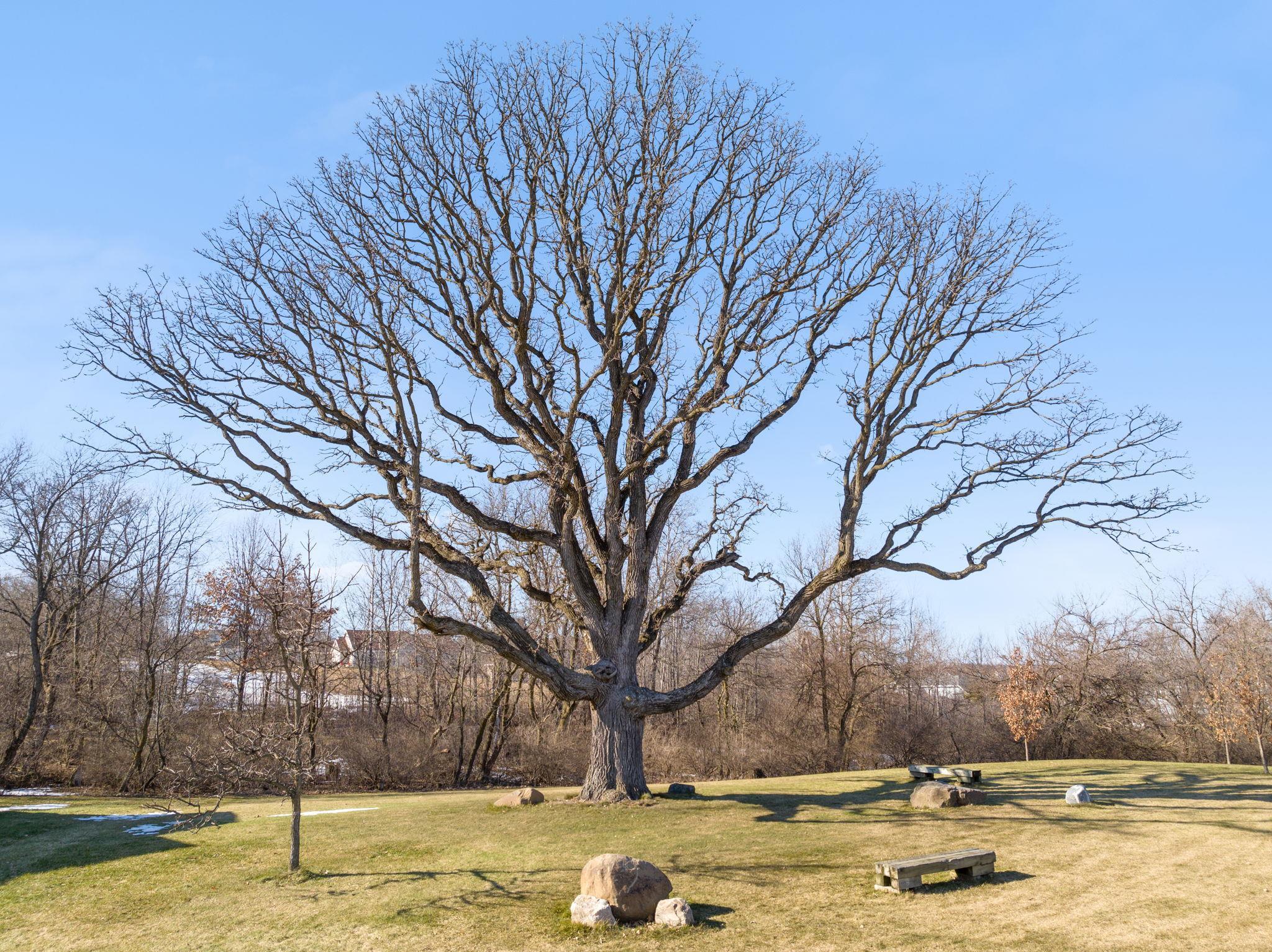 L12 & L13 Superior Oak