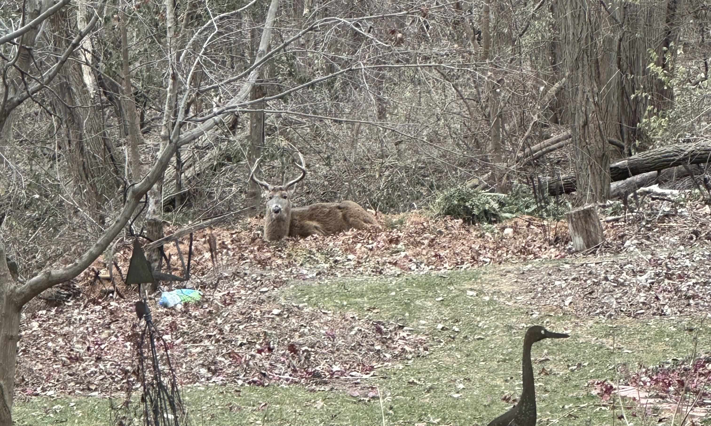 6823 Forest Glade Court