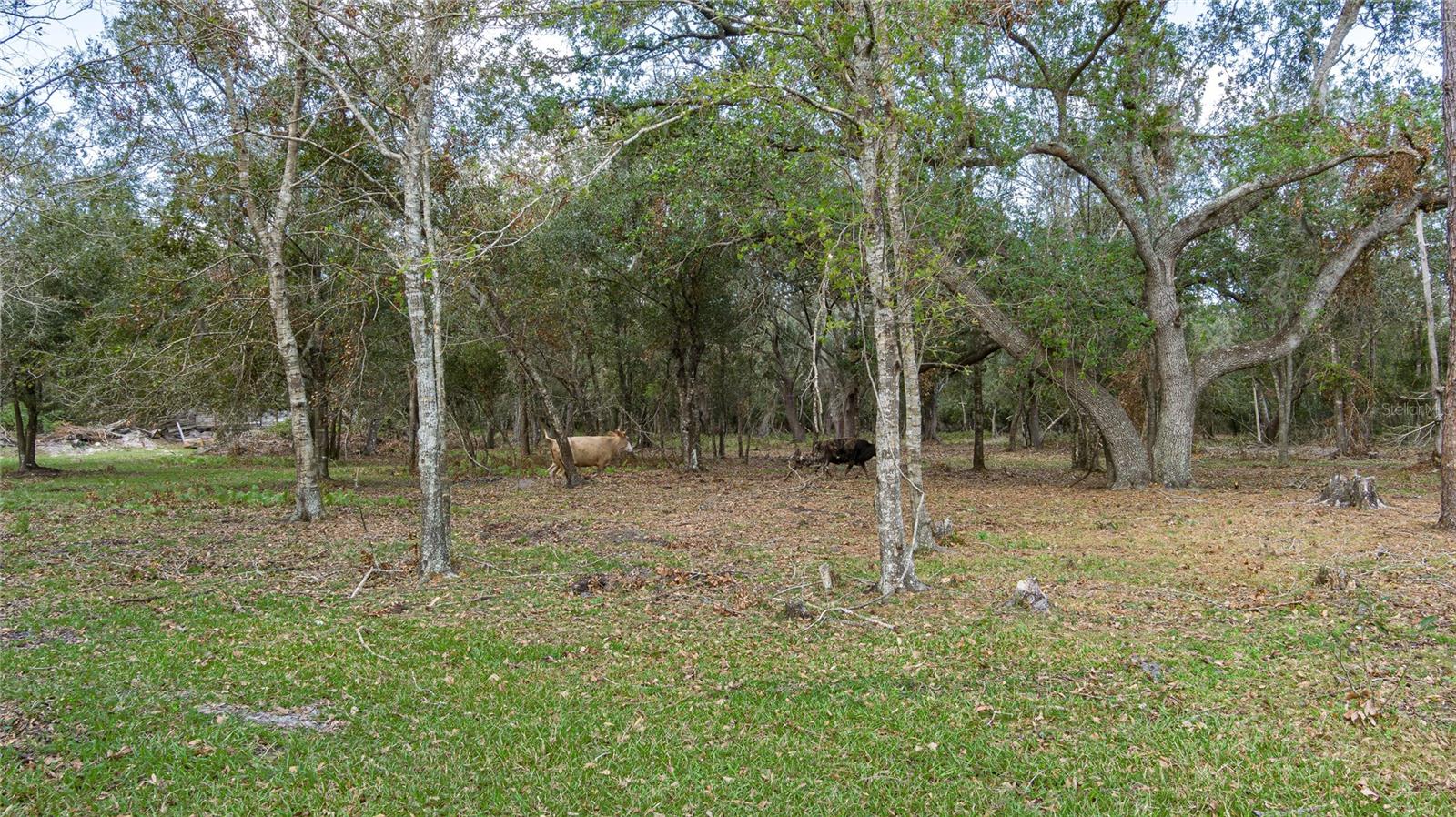 7308 CLOUD NINE RNCH