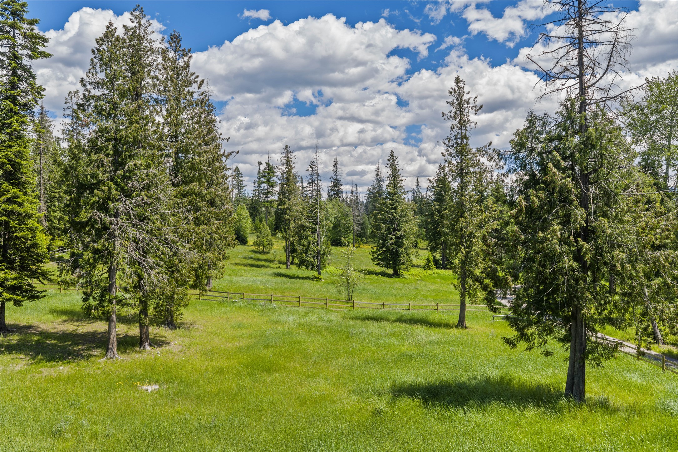Grassy property lot with mature evergreens and a wooden fence.