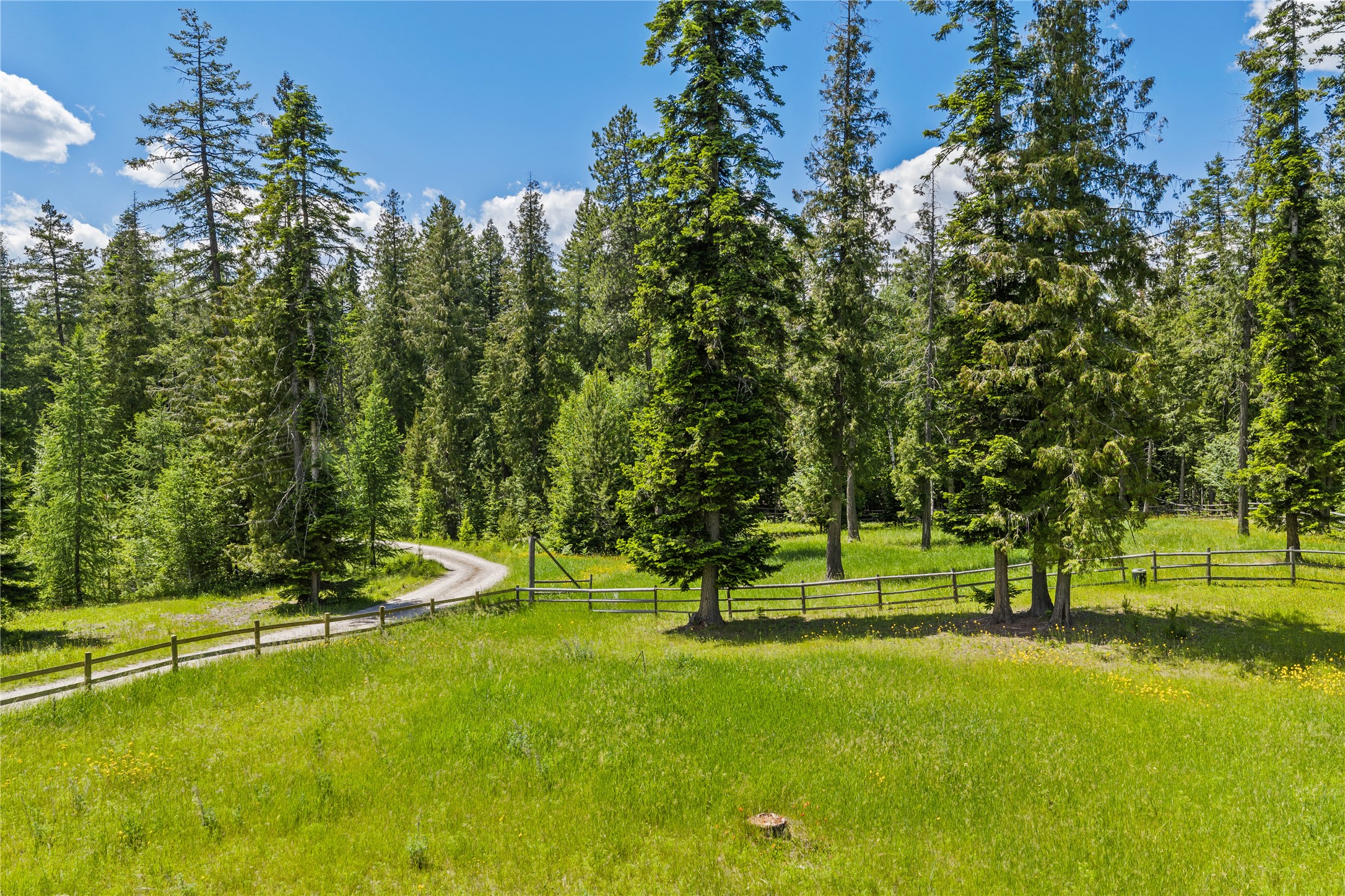 Grassy meadow with split-rail fencing, evergreens, and a curving gravel driveway.