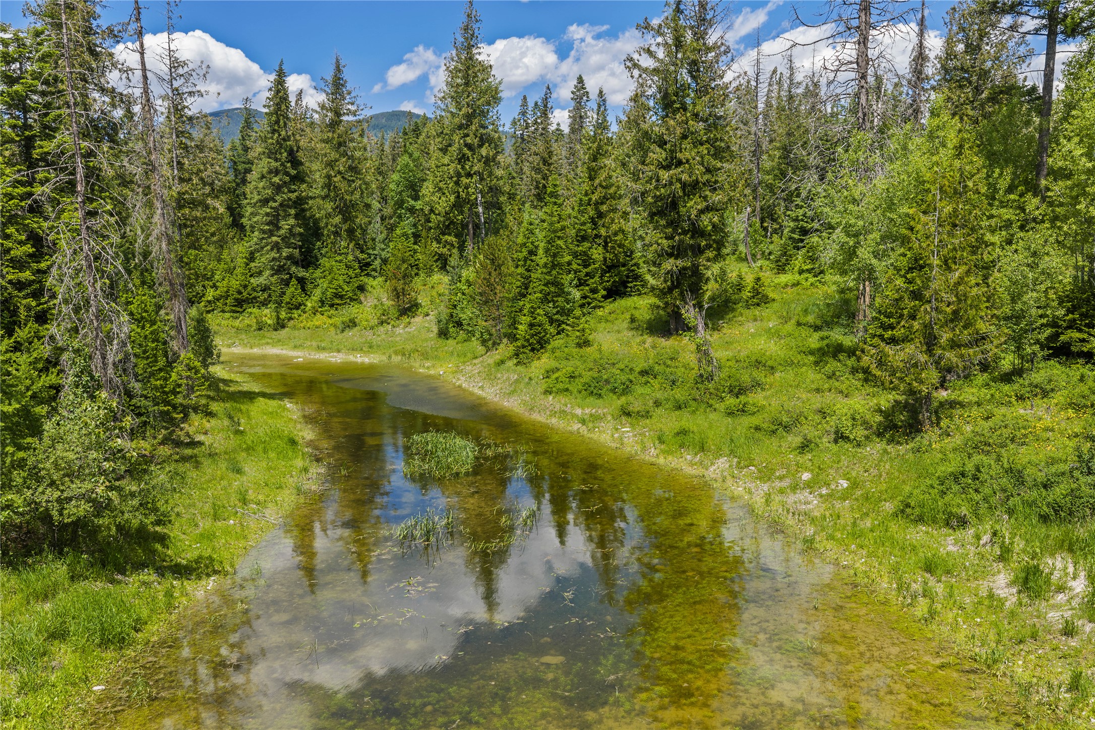A clear pond winds through a grassy clearing surrounded by evergreens, with mountains in the distance.