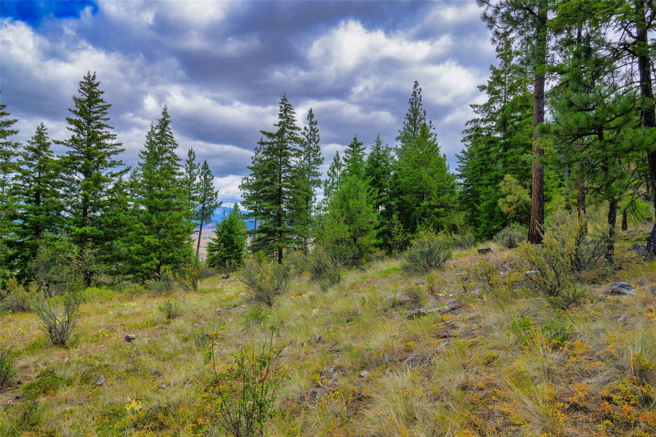 Wooded hillside lot with pine trees, grassy ground, and a distant mountain view.