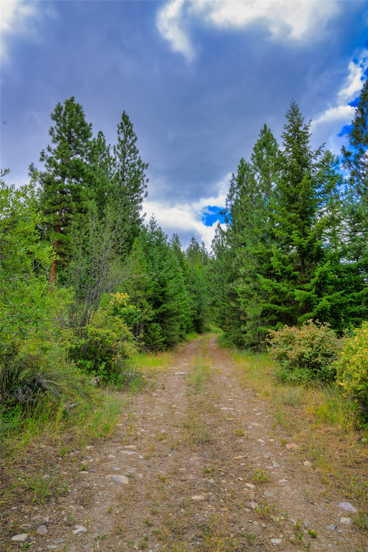 Wooded property with a rocky dirt track winding between pine trees.