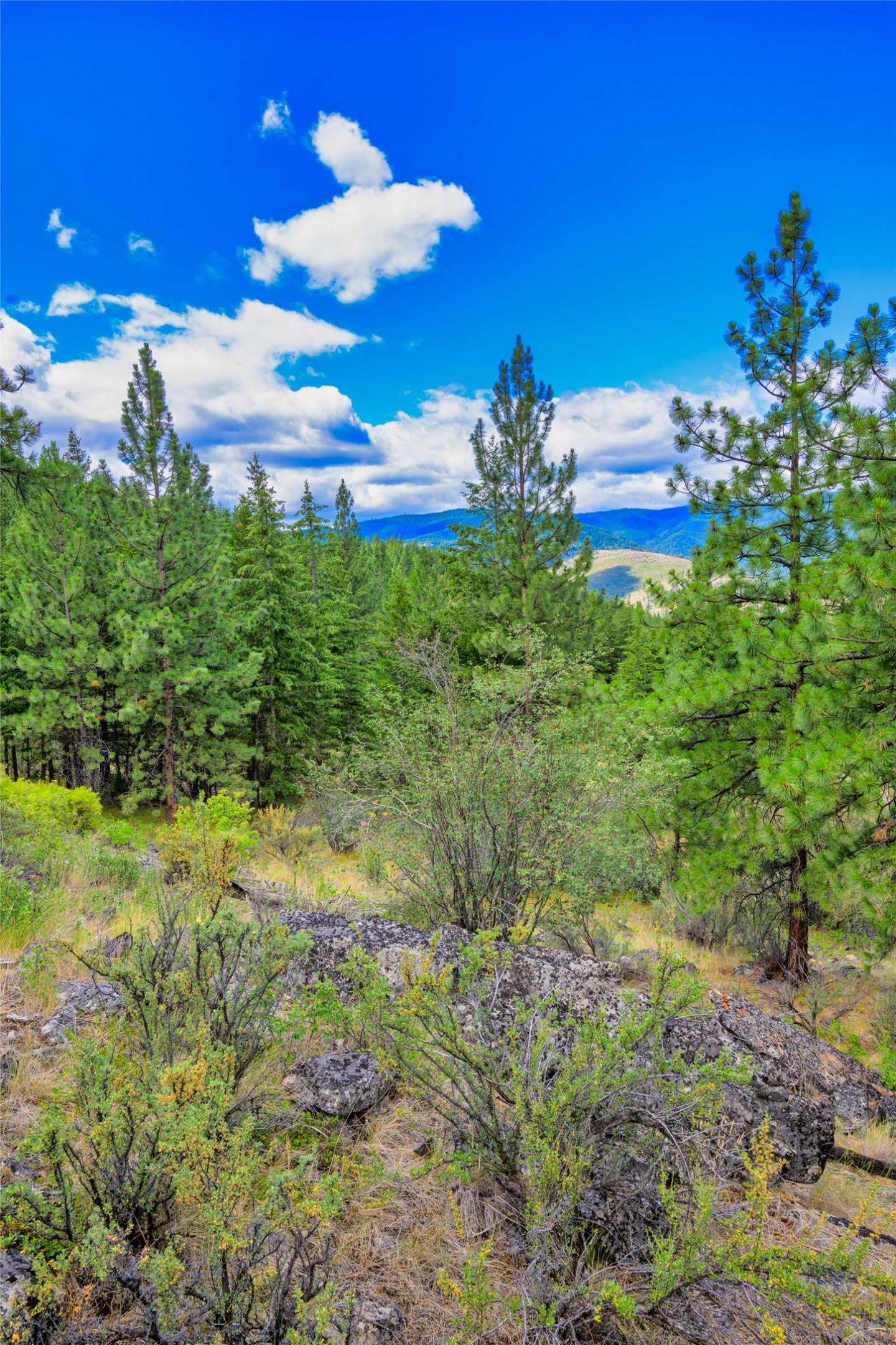 Wooded lot with rocky ground, pine trees, and distant mountain views.