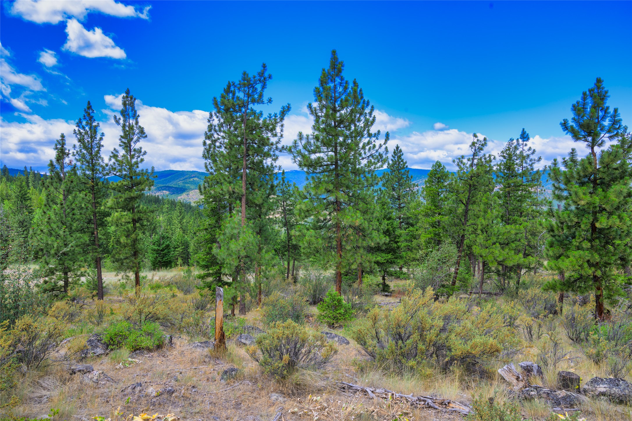 Wooded vacant land with pine trees and rocky brush, overlooking distant forested hills.