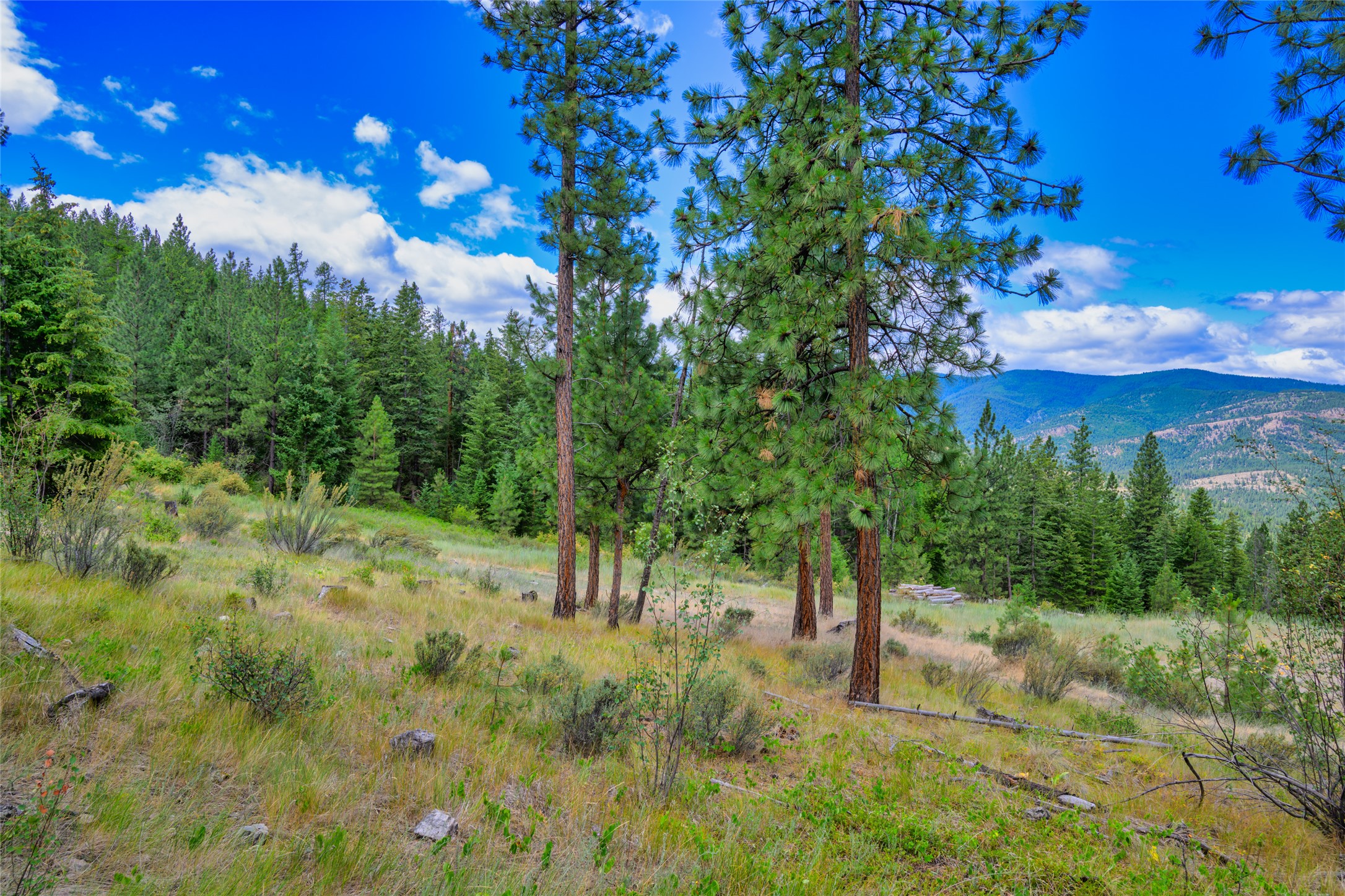 Wooded hillside lot with tall pines, grassy clearings, and forested mountains in the distance.