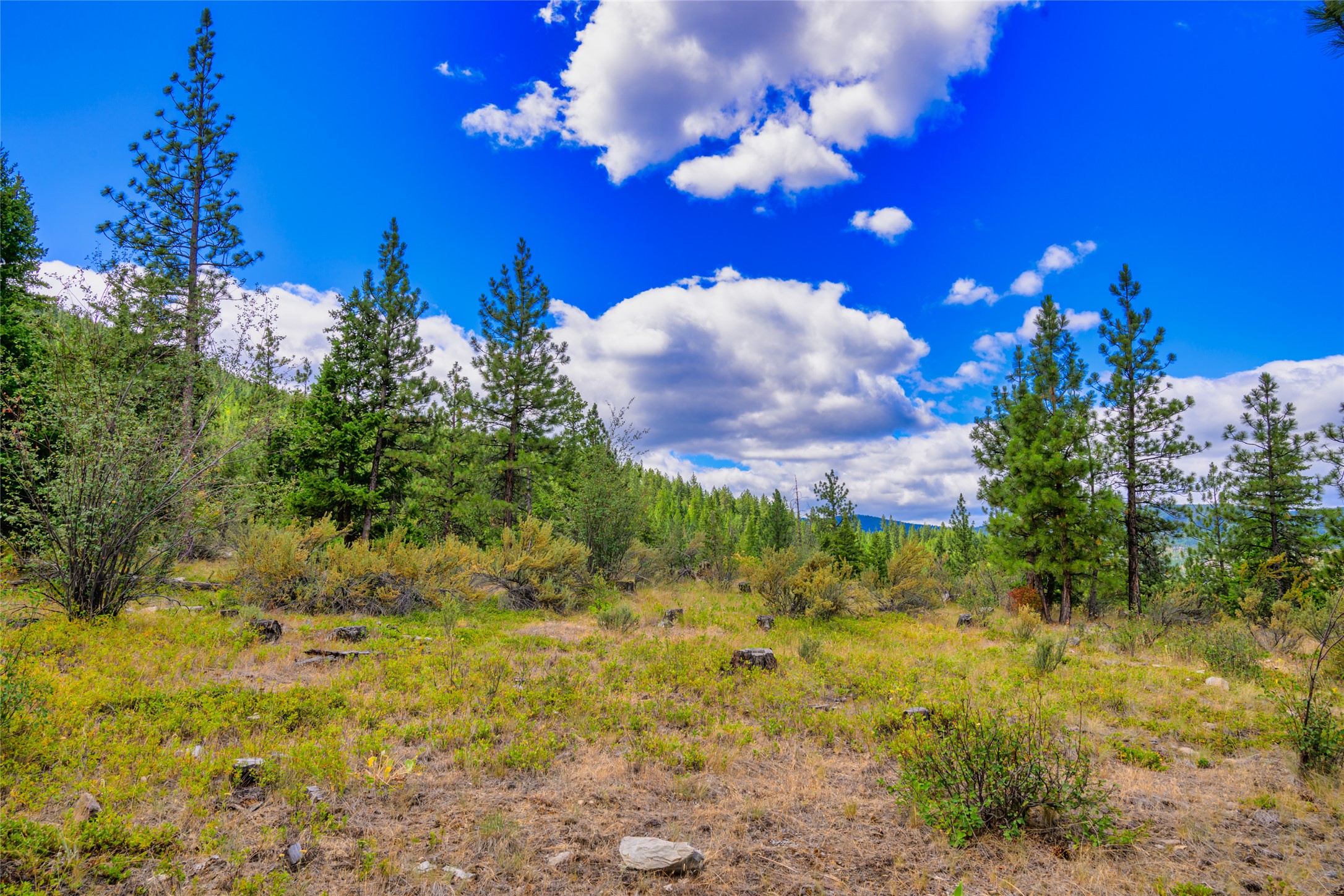 Vacant wooded lot with a grassy clearing, scattered rocks, and pine trees beneath a cloud-filled blue sky.