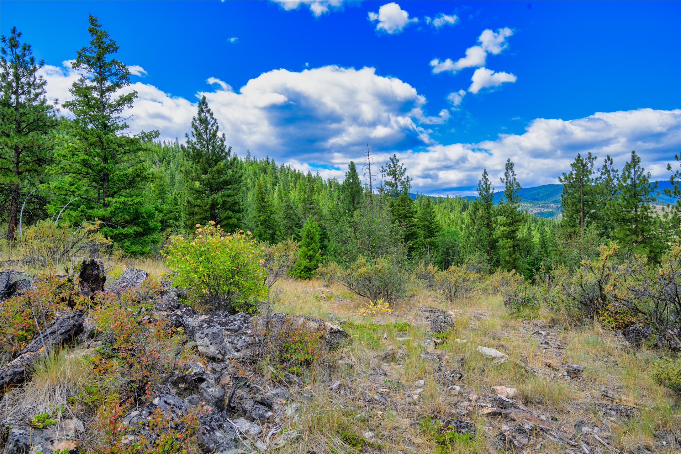 Rocky vacant lot with grasses, evergreen forest, and distant blue hills beneath a cloudy sky.
