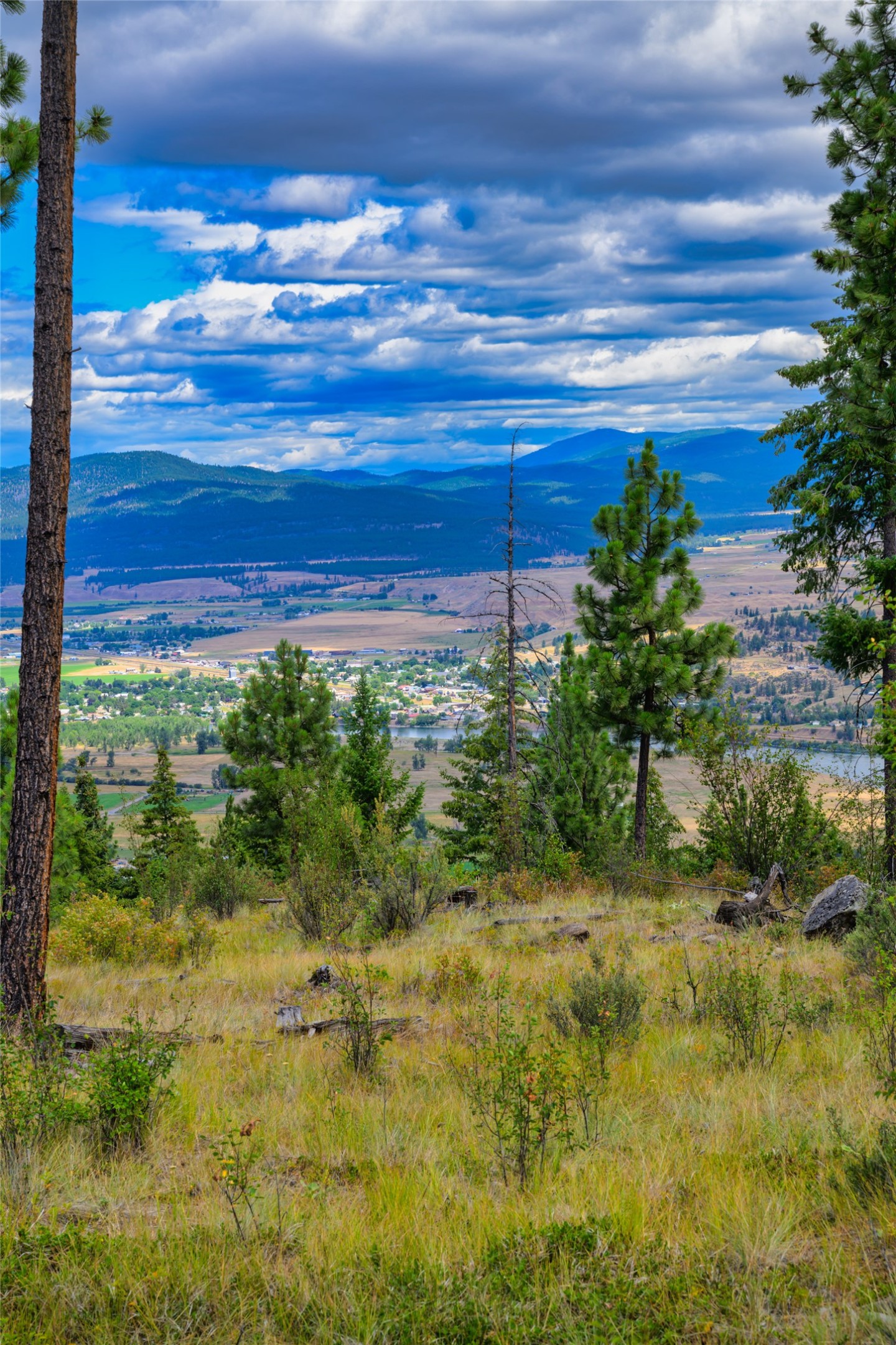 Grassy pine hillside overlooks a river valley and distant blue mountains beneath layered clouds.