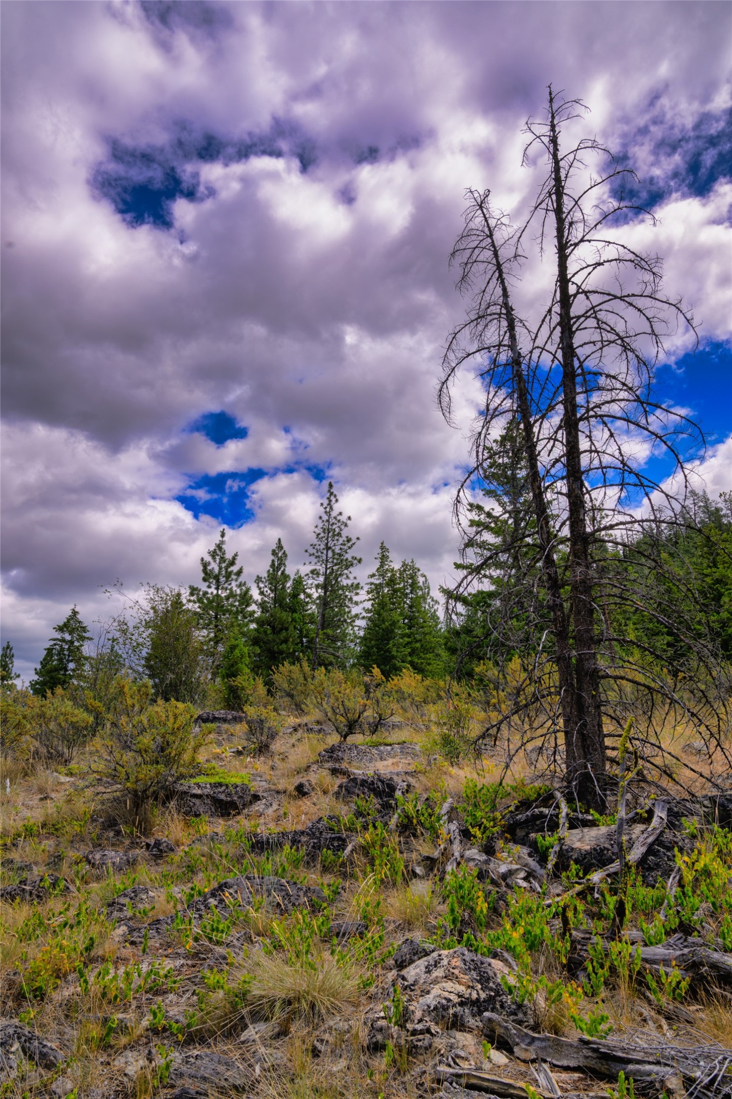 Rocky vacant land with shrubs and evergreen trees beneath a cloudy sky.