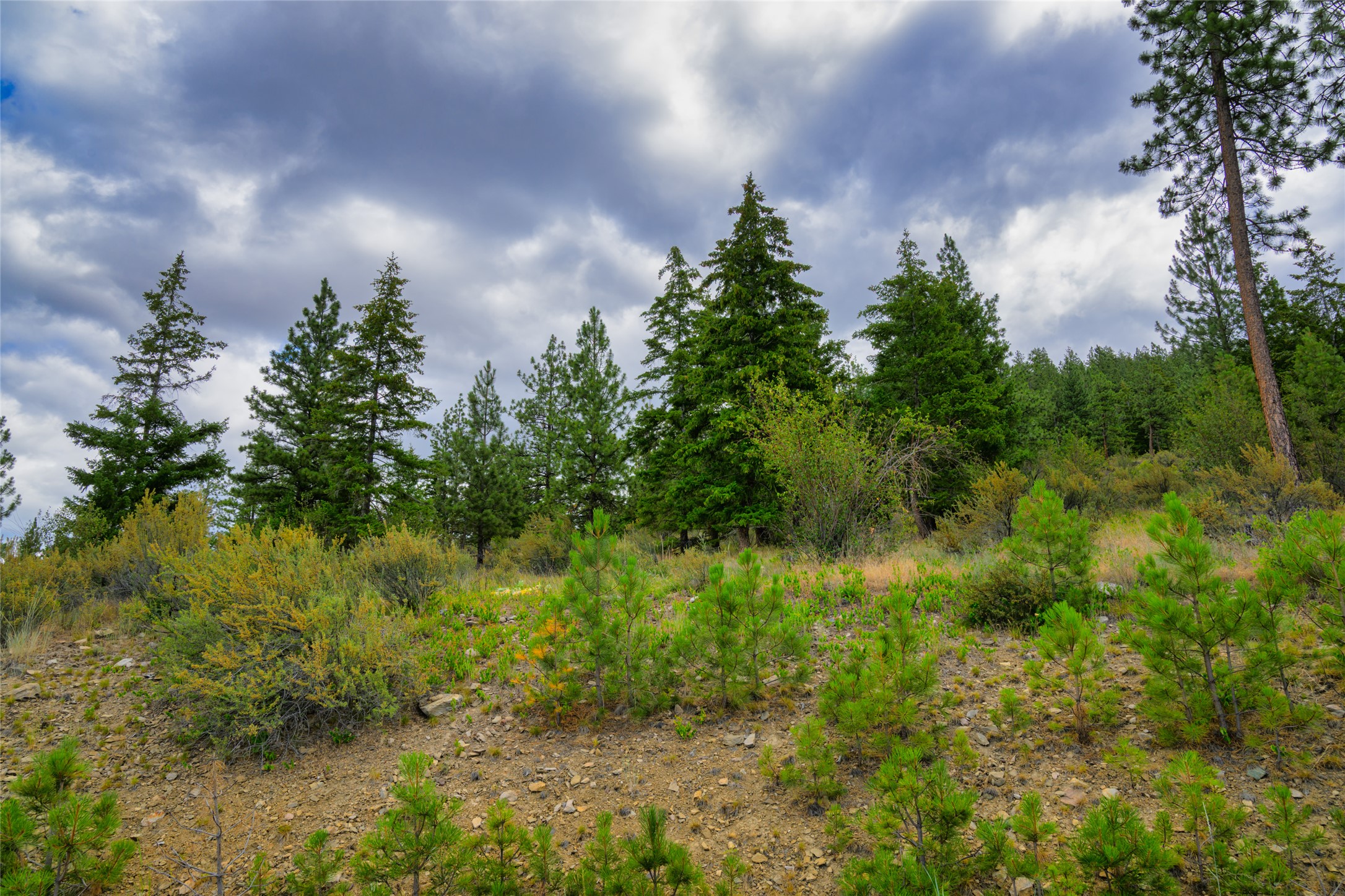 Rocky, sloping land with young pines and mature evergreens beneath a cloudy sky.