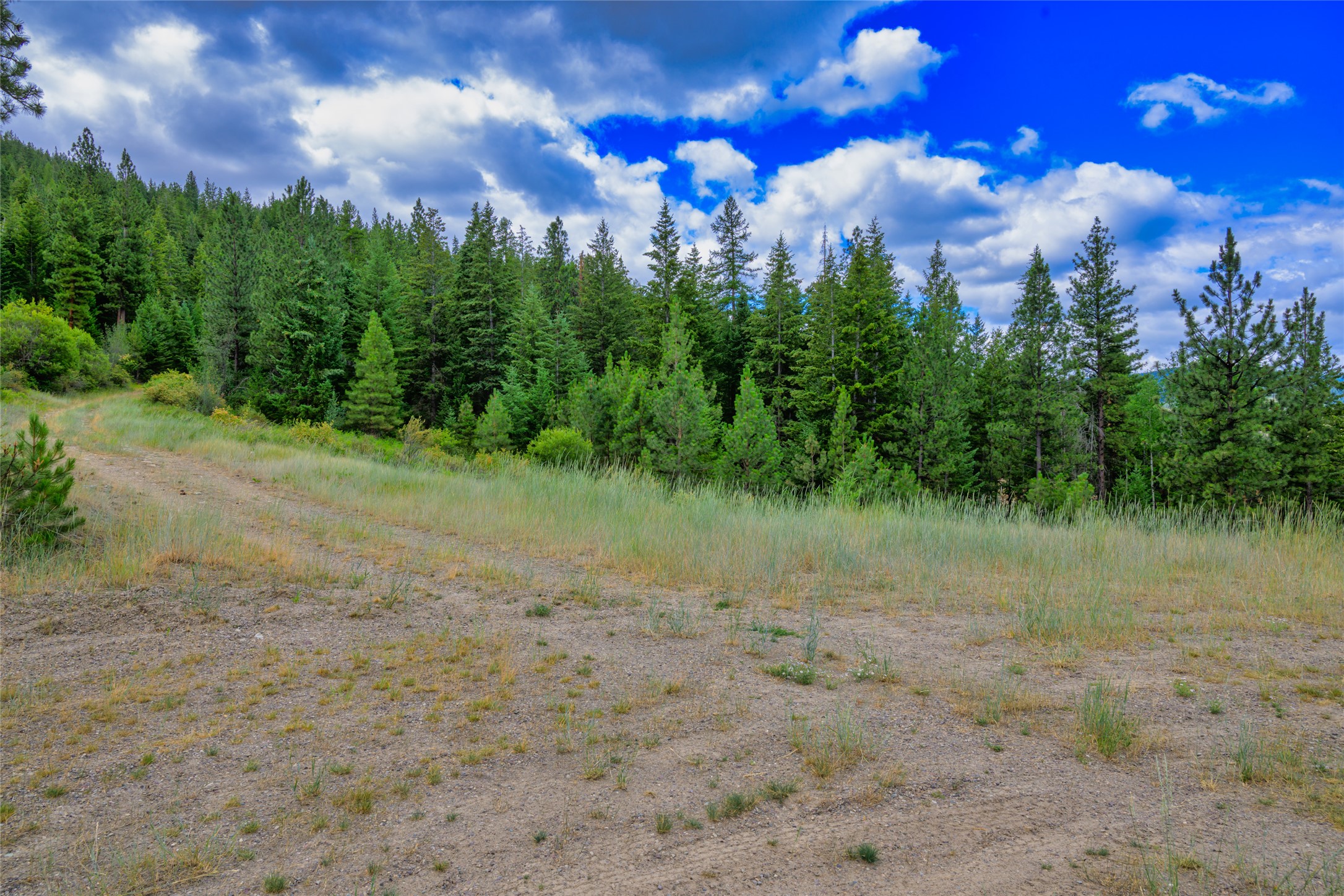 Gravel clearing bordered by dense evergreen forest beneath a bright, cloud-filled sky.