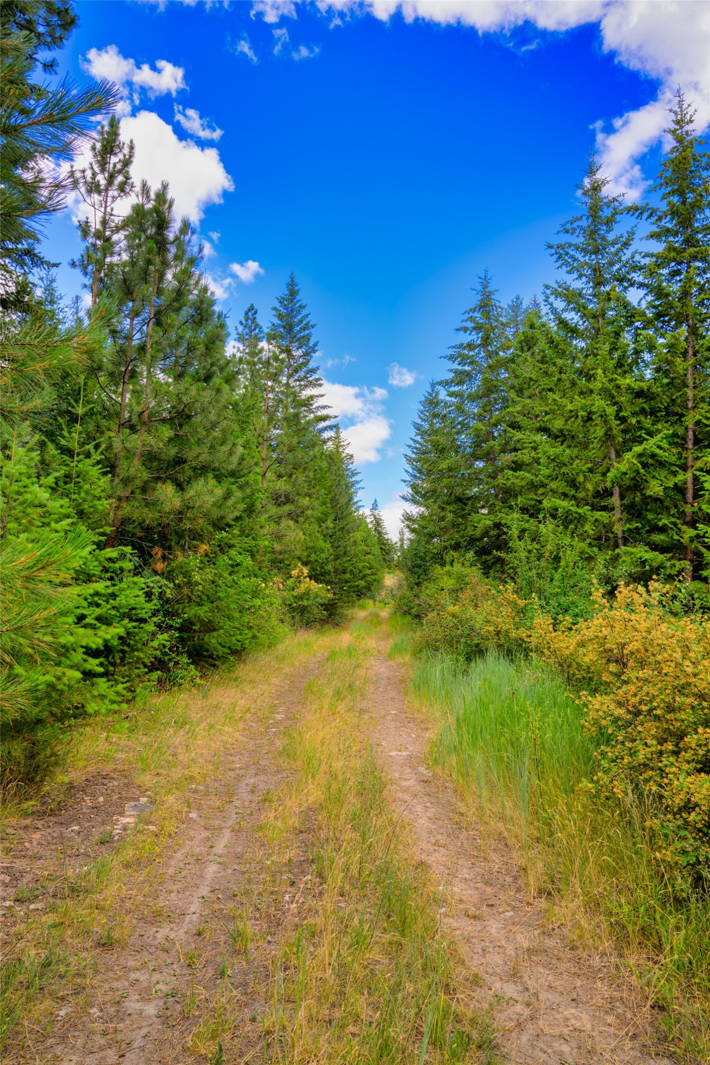 Dirt track through a wooded lot, lined with evergreen trees, grasses, and shrubs.