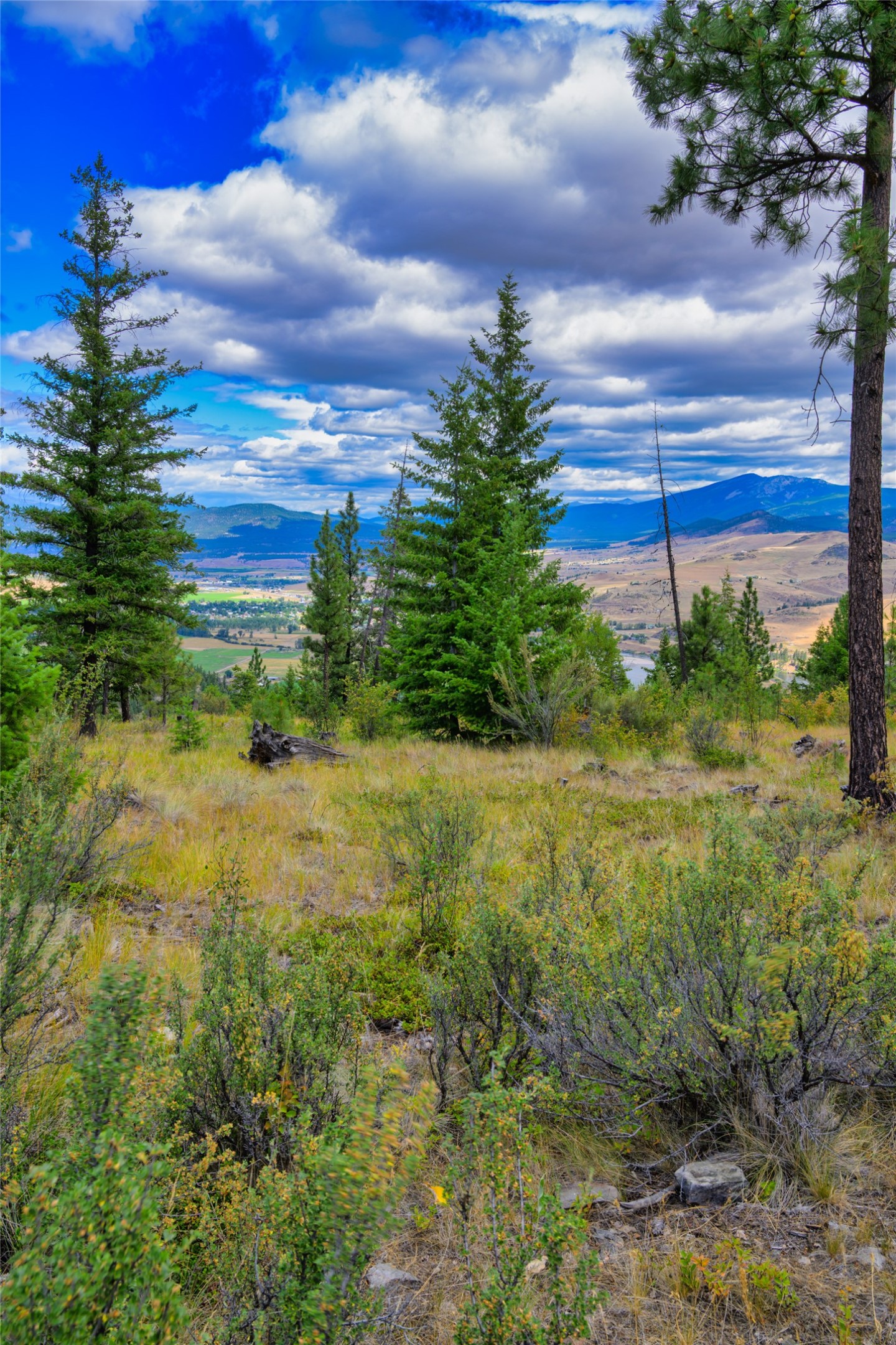 Hillside land with pine trees overlooking a broad valley and distant mountains.