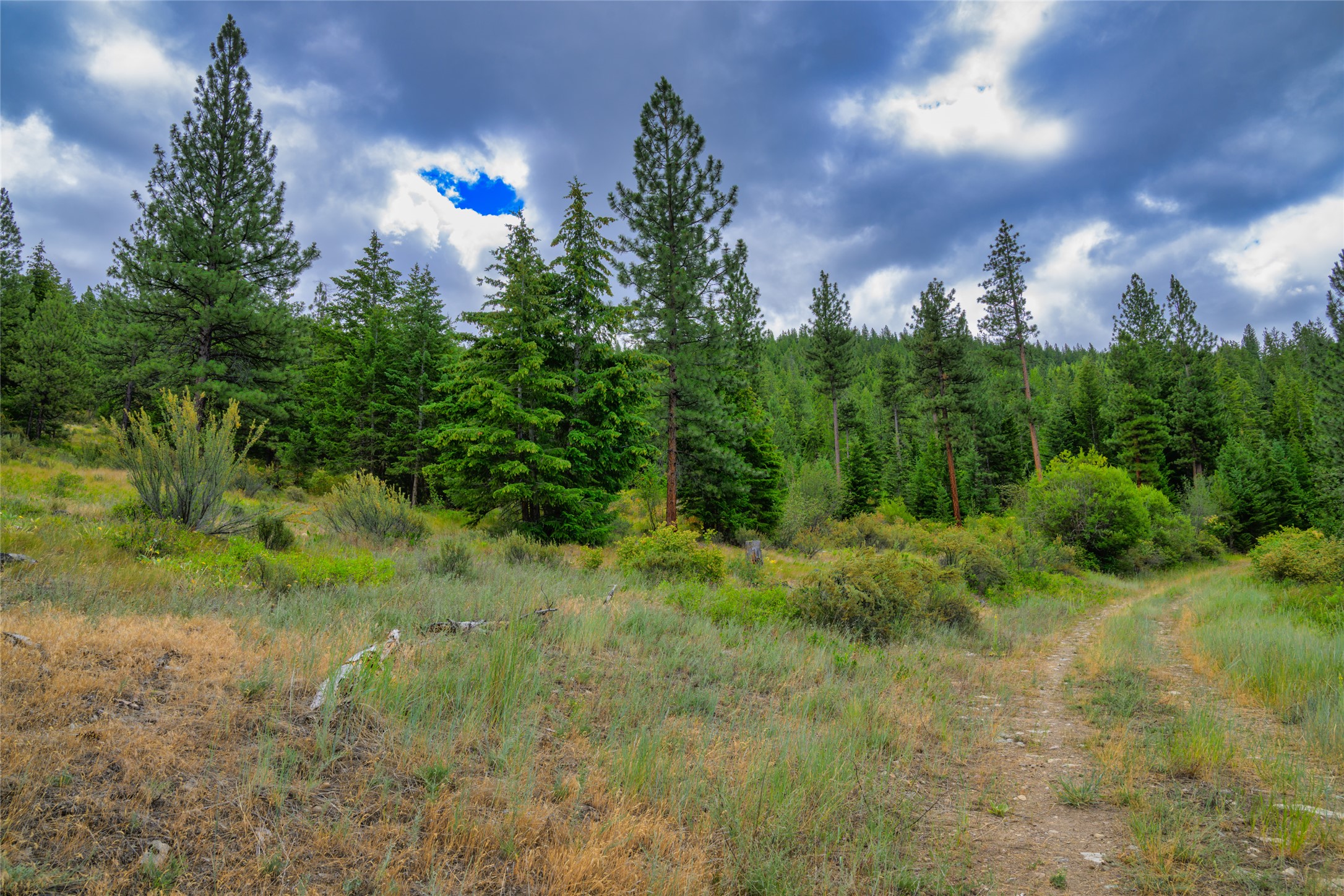 Wooded vacant land with pine trees and a narrow dirt track.