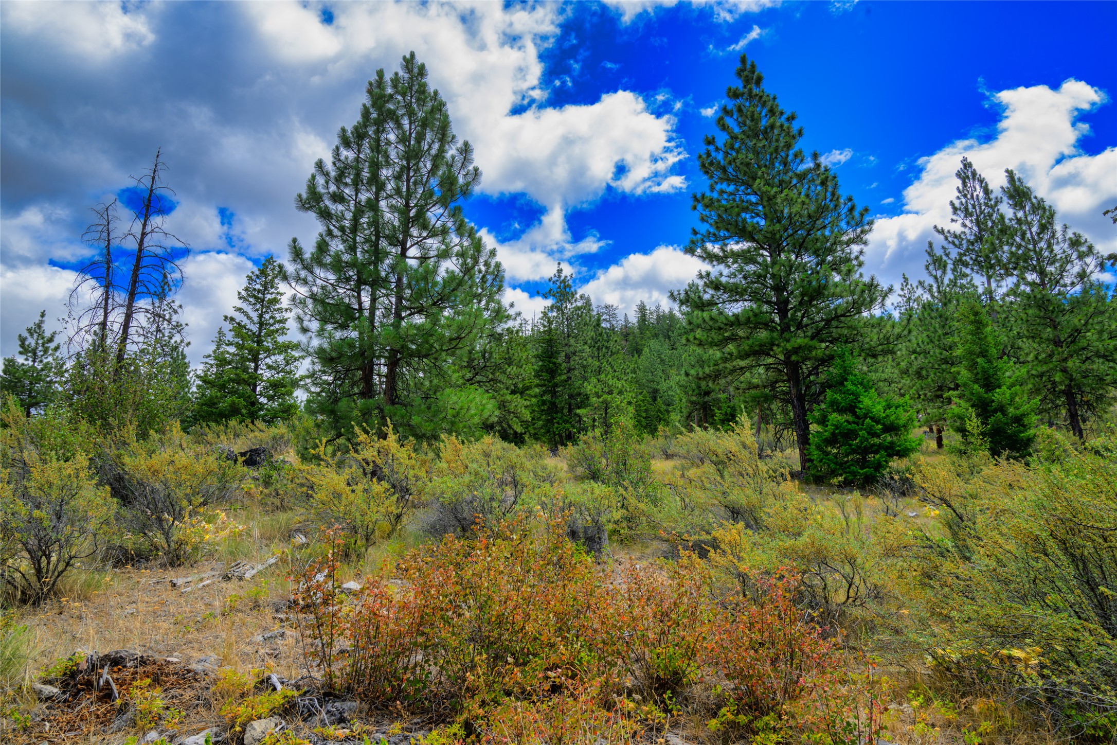 Wooded vacant lot with pine trees, rocky ground, and autumn brush under a blue sky.