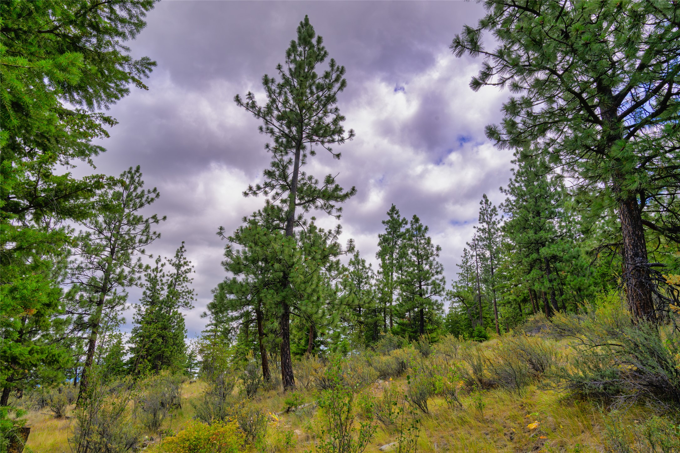 Wooded hillside with tall pines, low brush, and dry grasses beneath a cloudy sky.