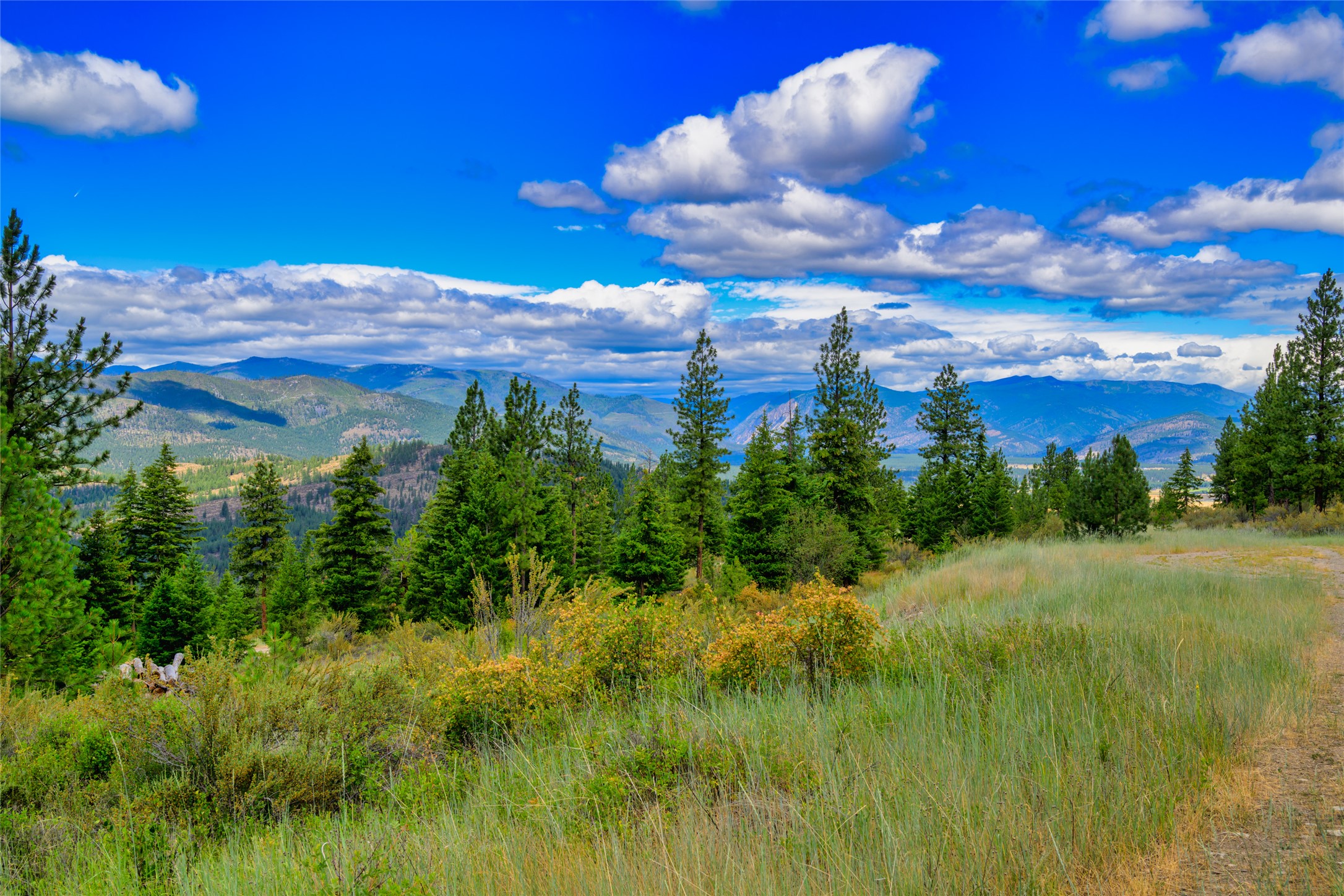 Vacant mountain land with pine trees, tall grasses, and a broad mountain view.
