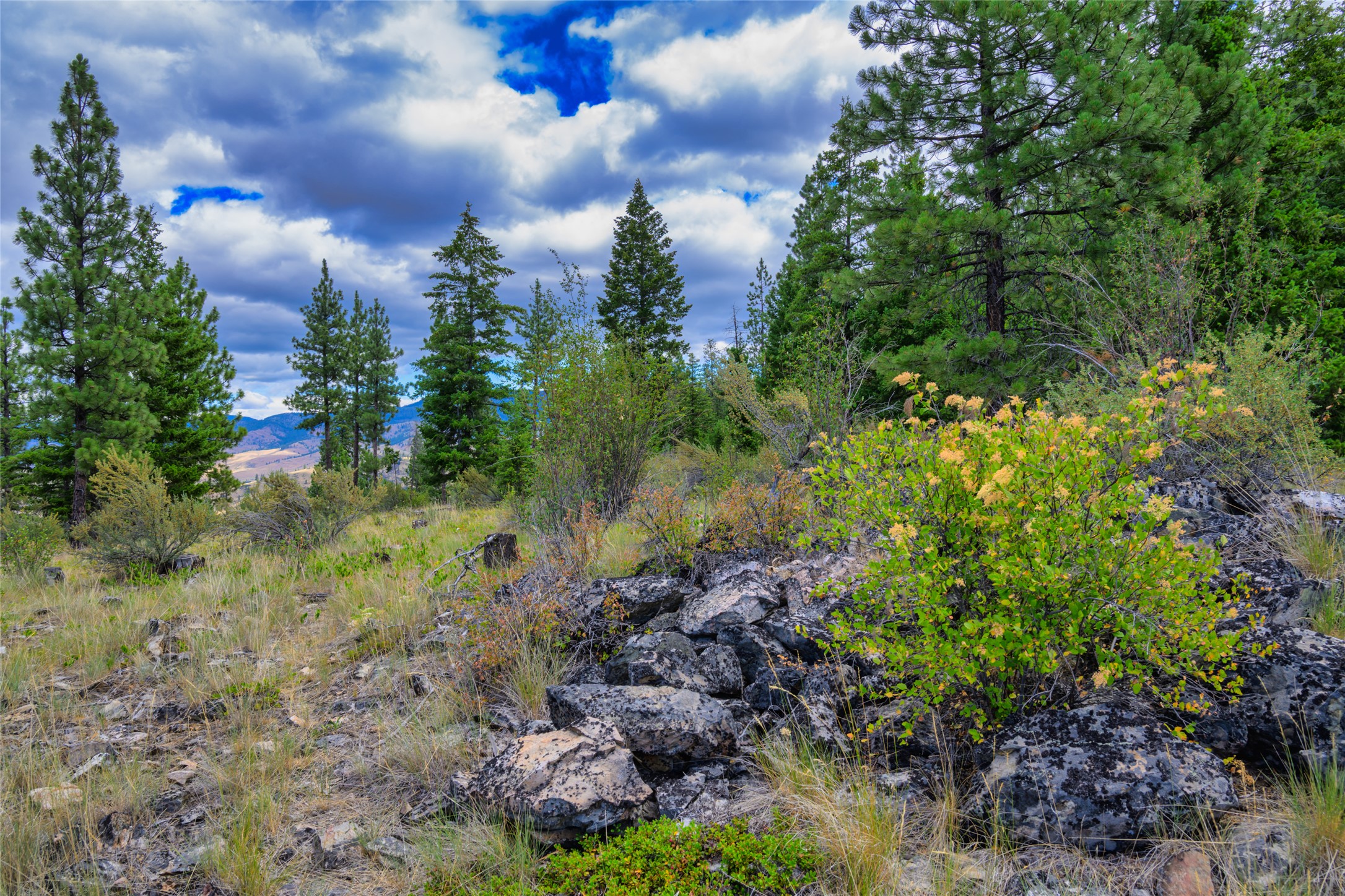 Rocky vacant land with pine trees, yellowing shrubs, and distant mountain views.