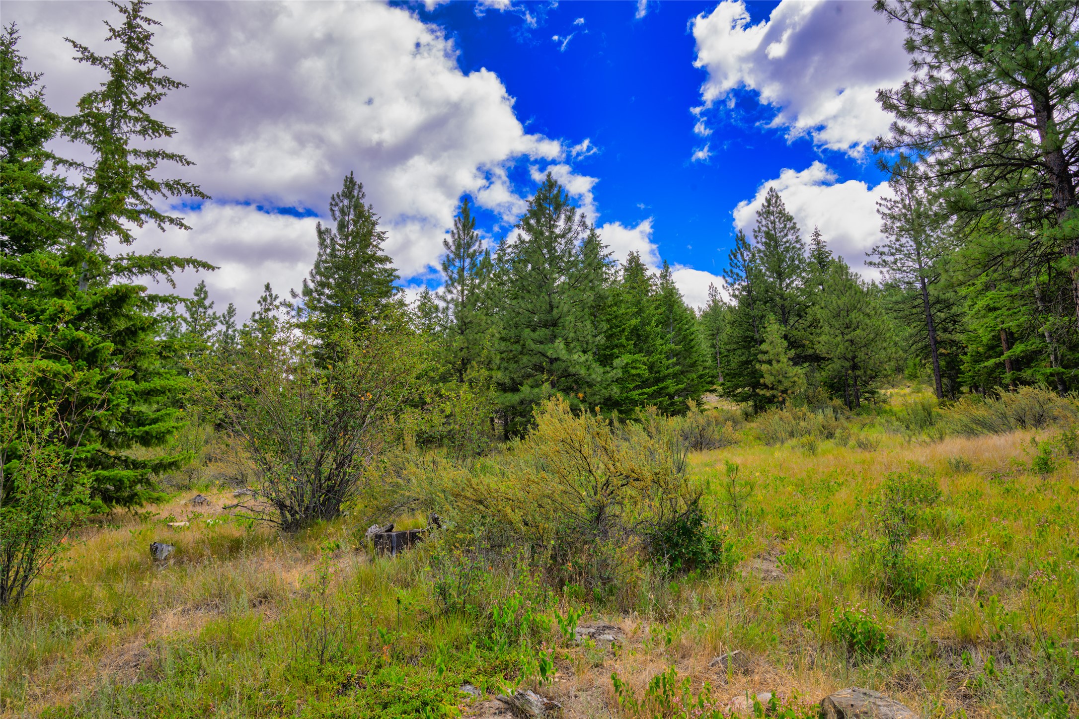 Wooded vacant lot with a grassy clearing, pine trees, and scattered rocks beneath a cloudy blue sky.
