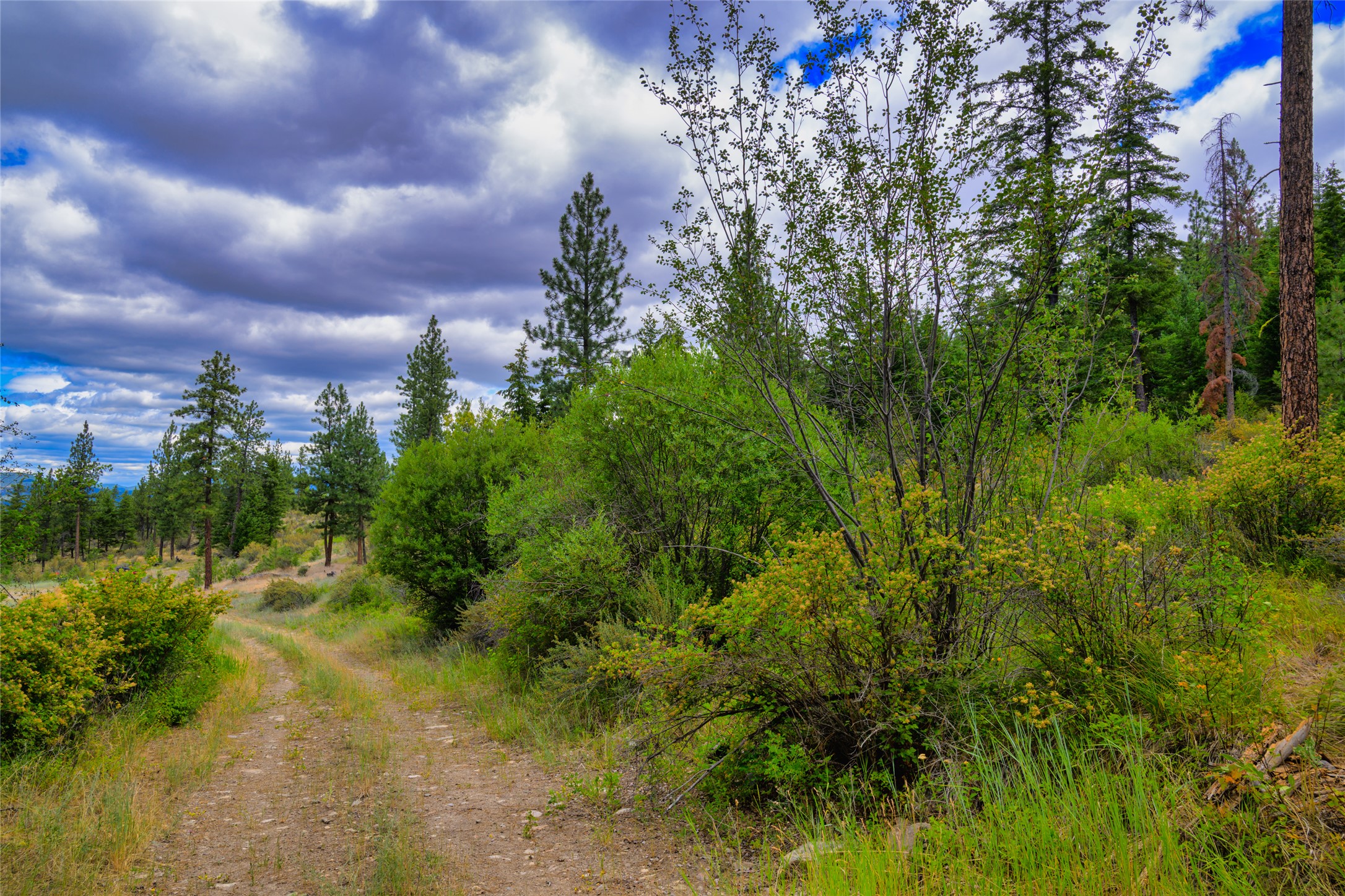 Wooded land with a dirt trail winding through pine trees and dense shrubs.