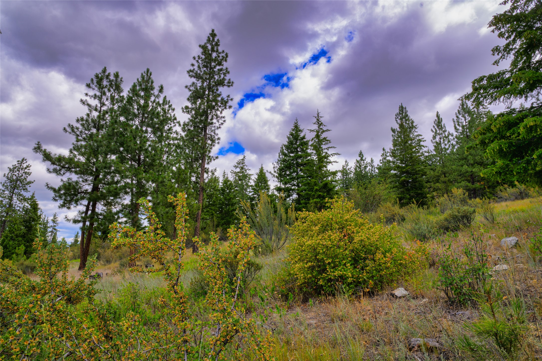 Undeveloped hillside lot with pine trees, autumn shrubs, and grasses beneath a cloudy sky.