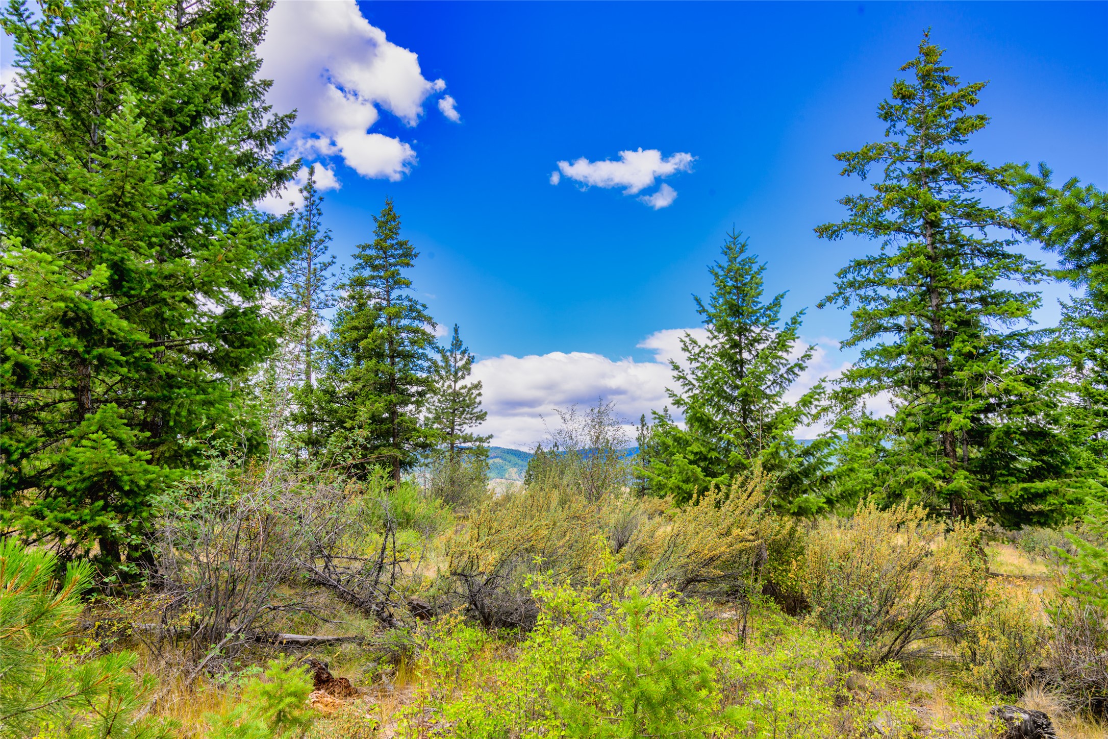 Wooded vacant lot with evergreen trees, brush, and distant mountain views.