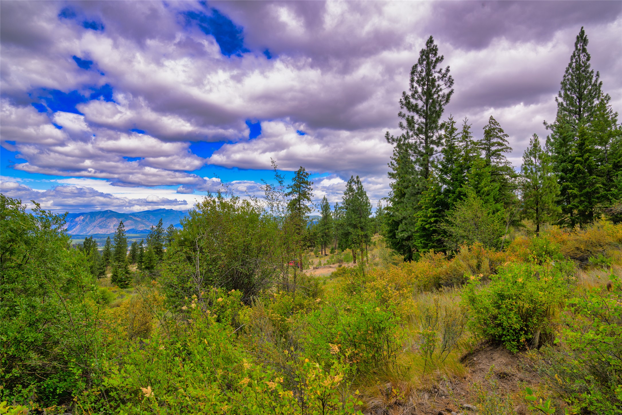 Hillside lot with evergreen trees, autumn brush, and distant mountains.