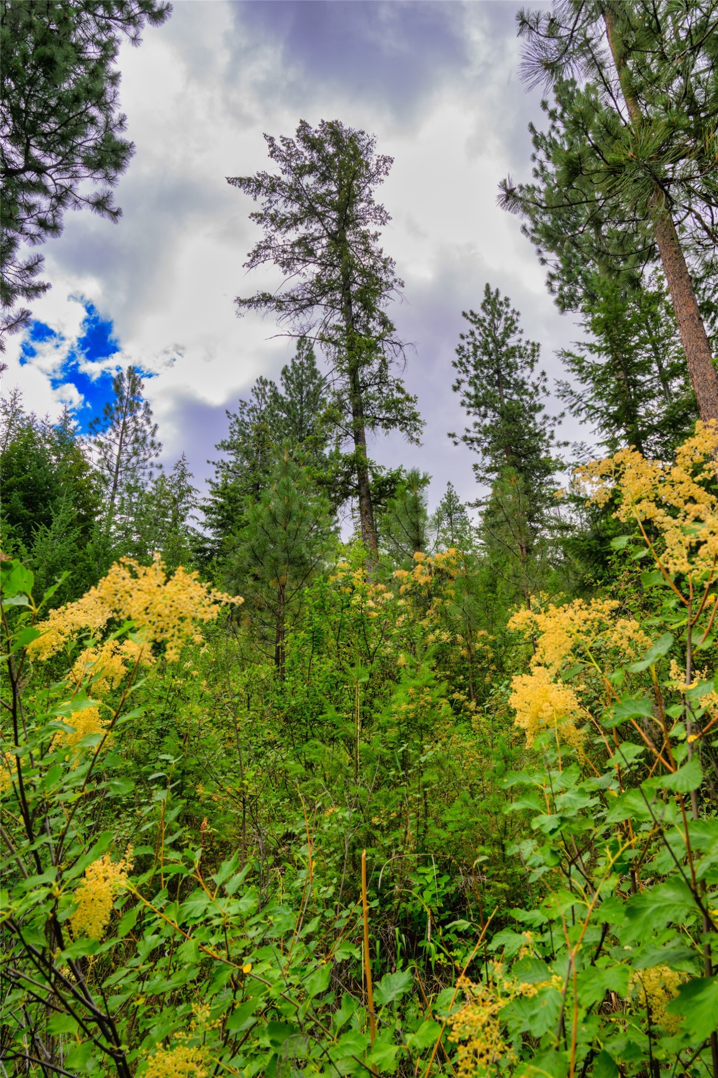 Wooded lot with tall pines and yellow-flowering shrubs beneath a cloudy sky.
