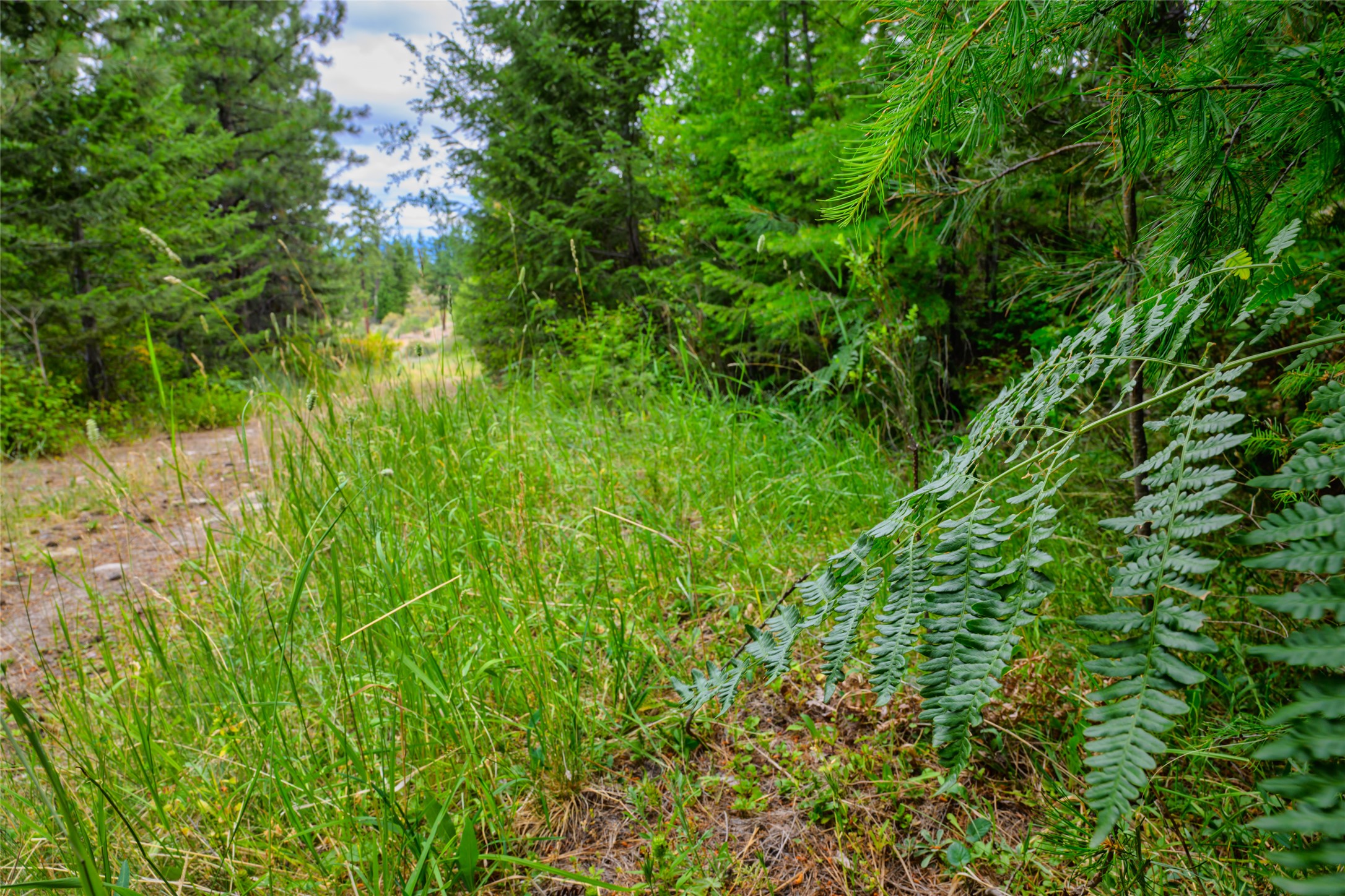 Wooded vacant lot with tall grasses, conifers, and fern fronds framing a small clearing.
