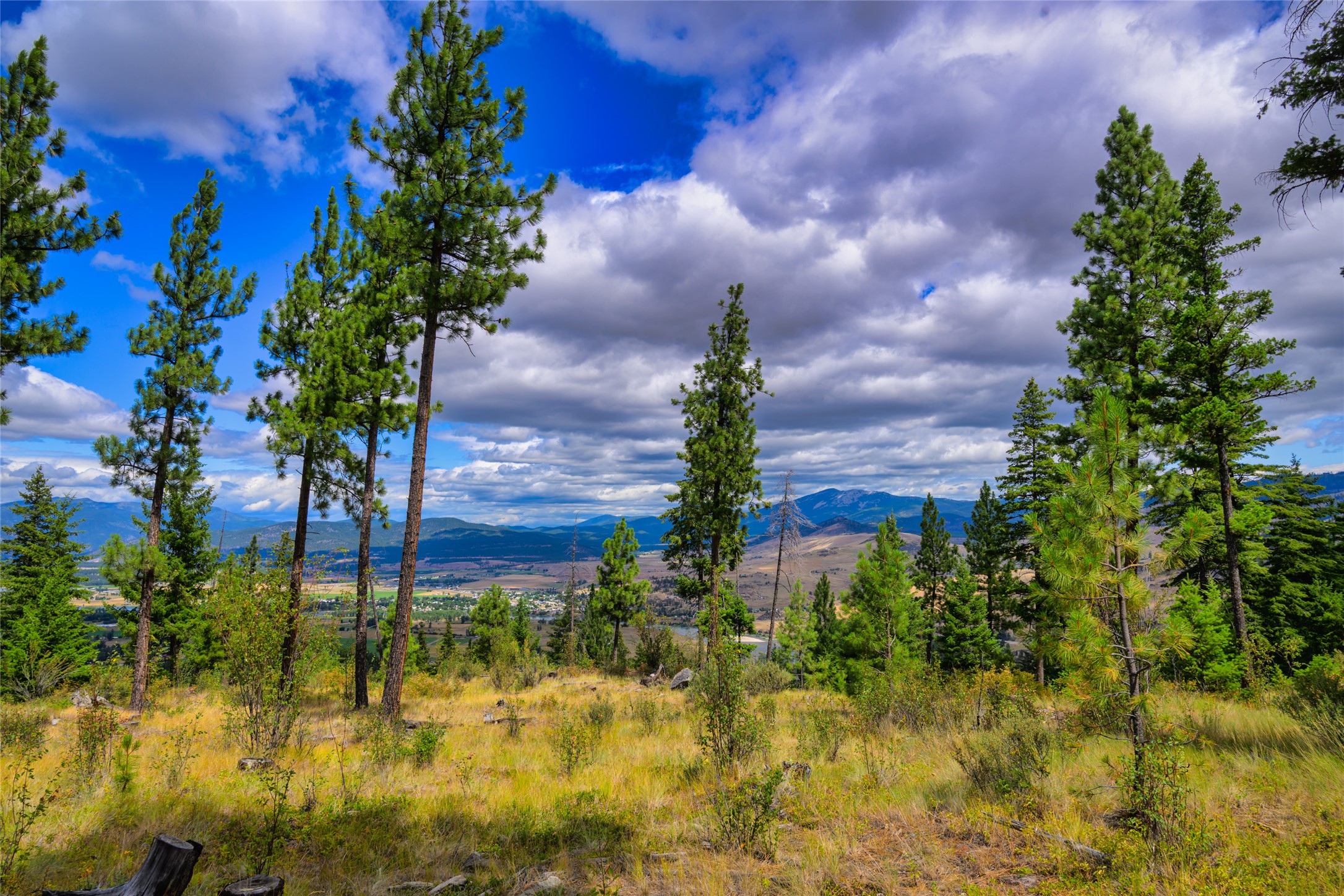 Wooded hillside lot with pine trees overlooking a valley and distant mountains.