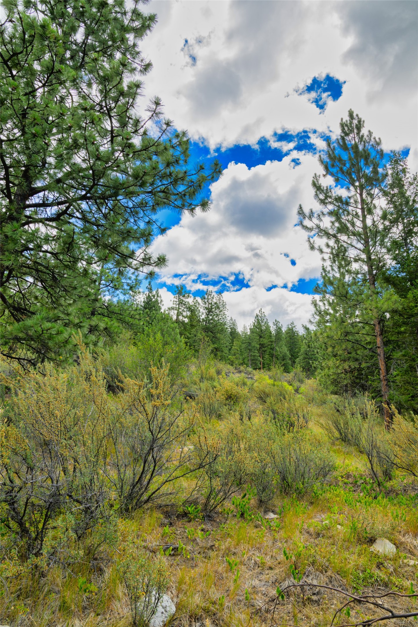 Wooded vacant lot with pine trees, brush-covered ground, and a partly cloudy sky.