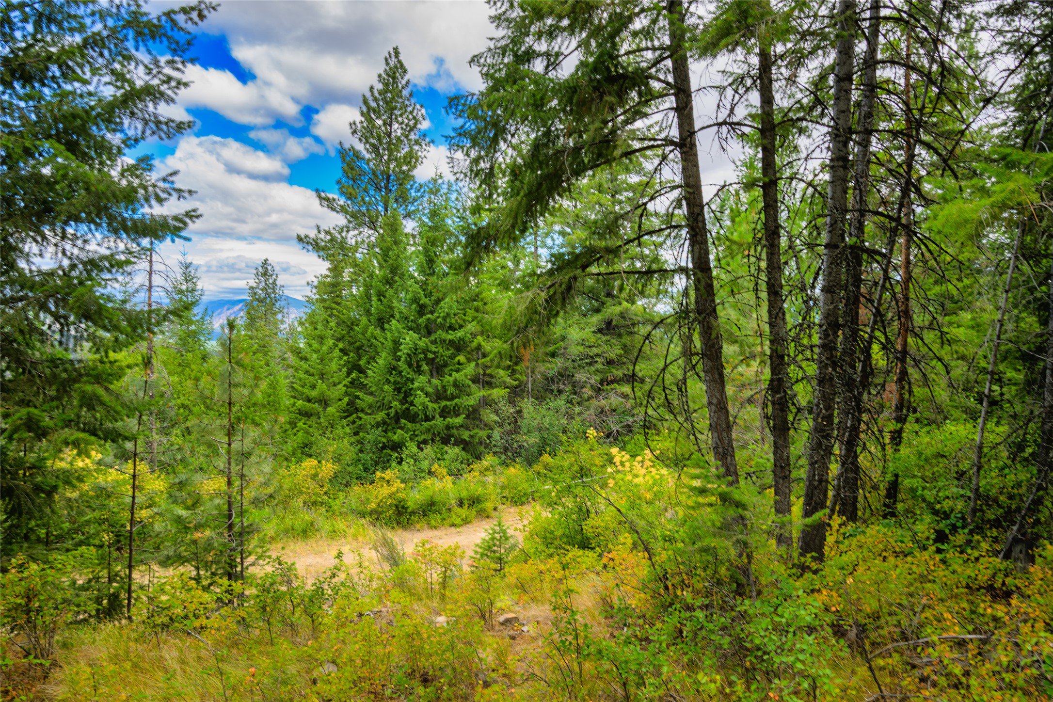 Wooded vacant land with a winding dirt path and distant mountain ridge.