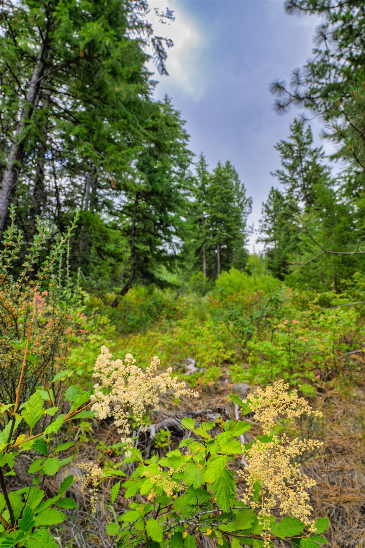 Wooded vacant lot with evergreen trees and pale wildflowers in the foreground.