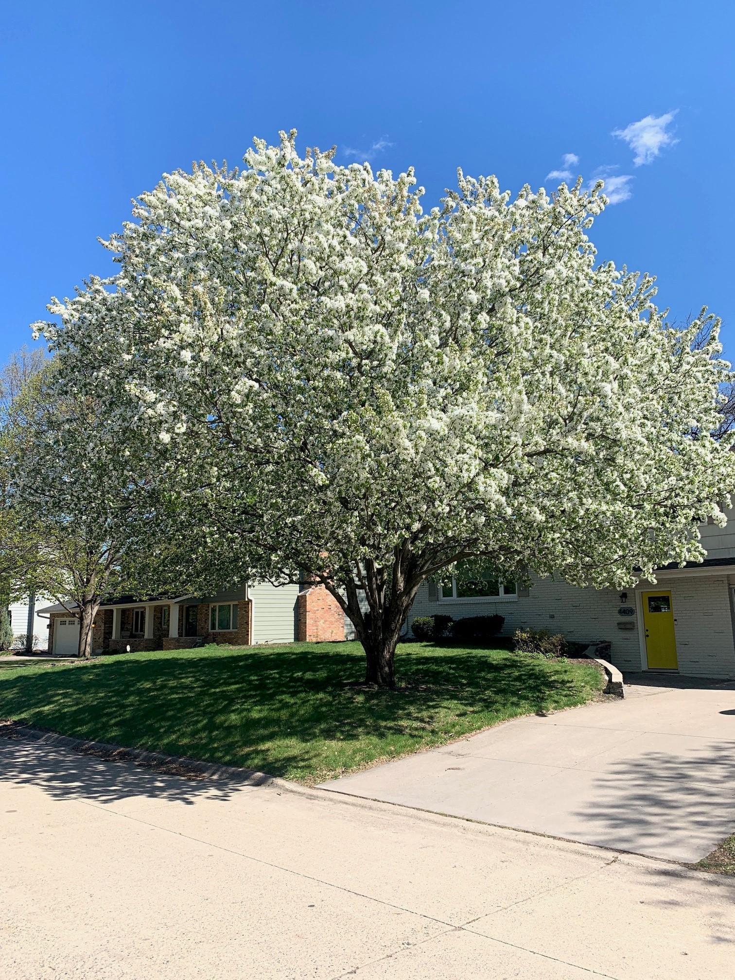 4409 Ellsworth Drive