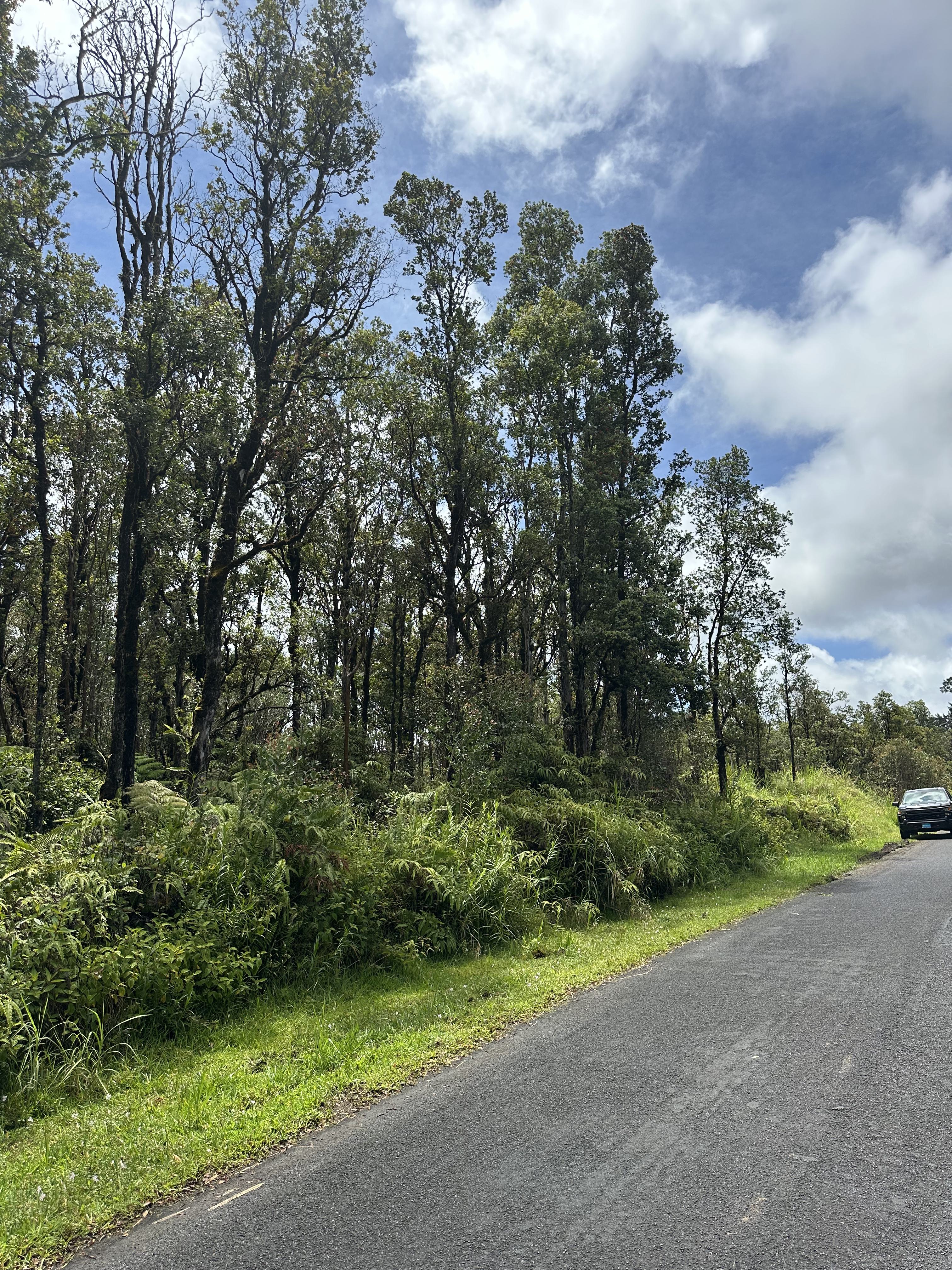 HIBISCUS ST Lot 7448